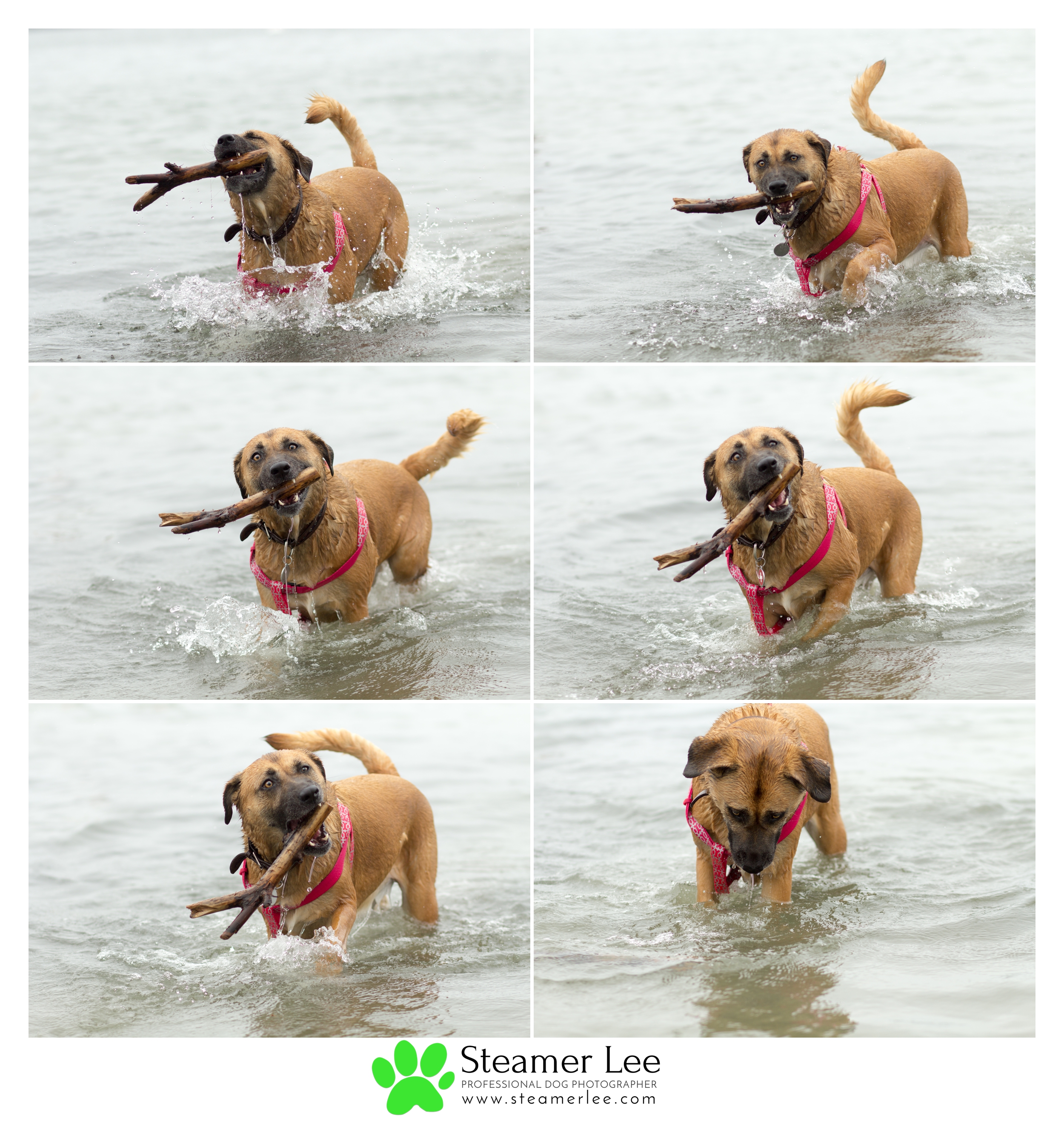Steamer Lee Dog Photography - Corgi Beach Day July 2017 - Honorable Corgis 7.jpg