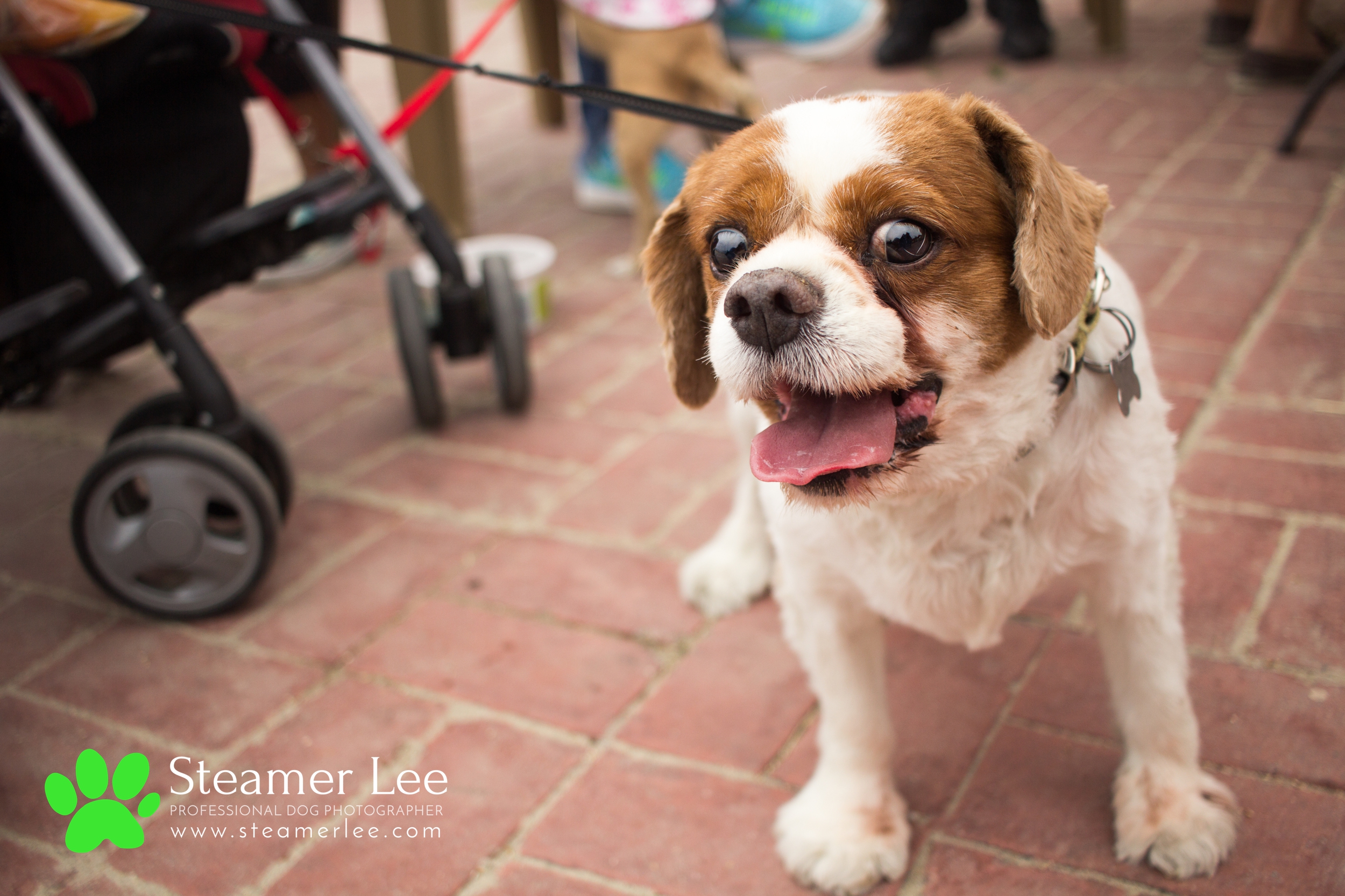 Steamer Lee Dog Photography - Corgi Beach Day July 2017 - Honorable Corgis 22.jpg