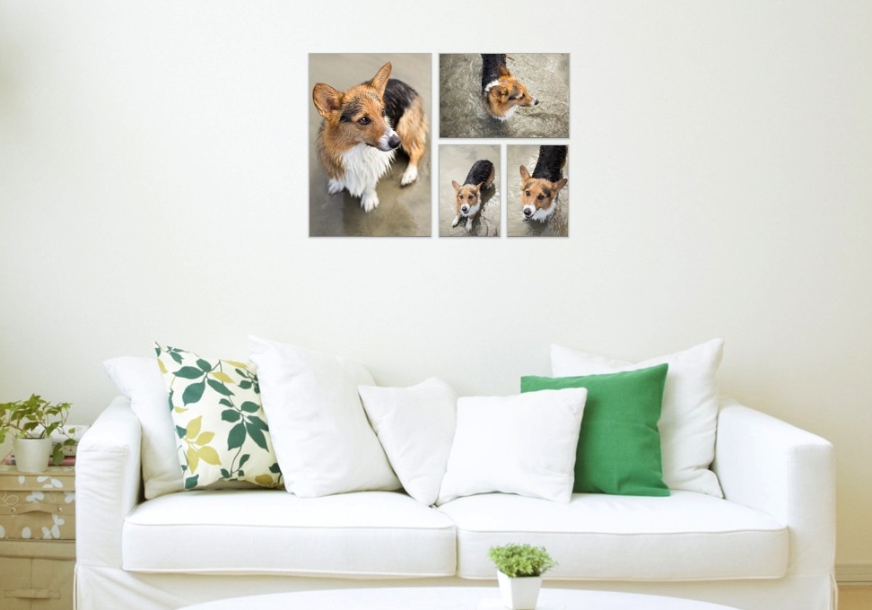 Steamer Lee Dog Photography Corgi Beach Day Order Prints.jpg