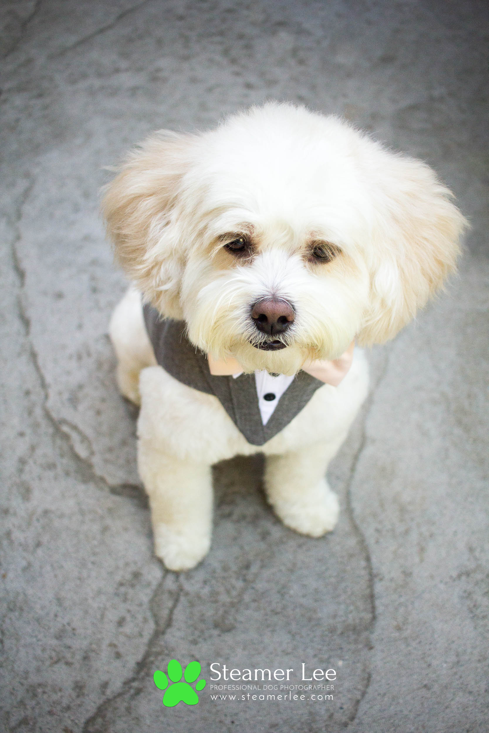 Steamer Lee - Dog Photography - Shihpoo - Charly - 2.jpg