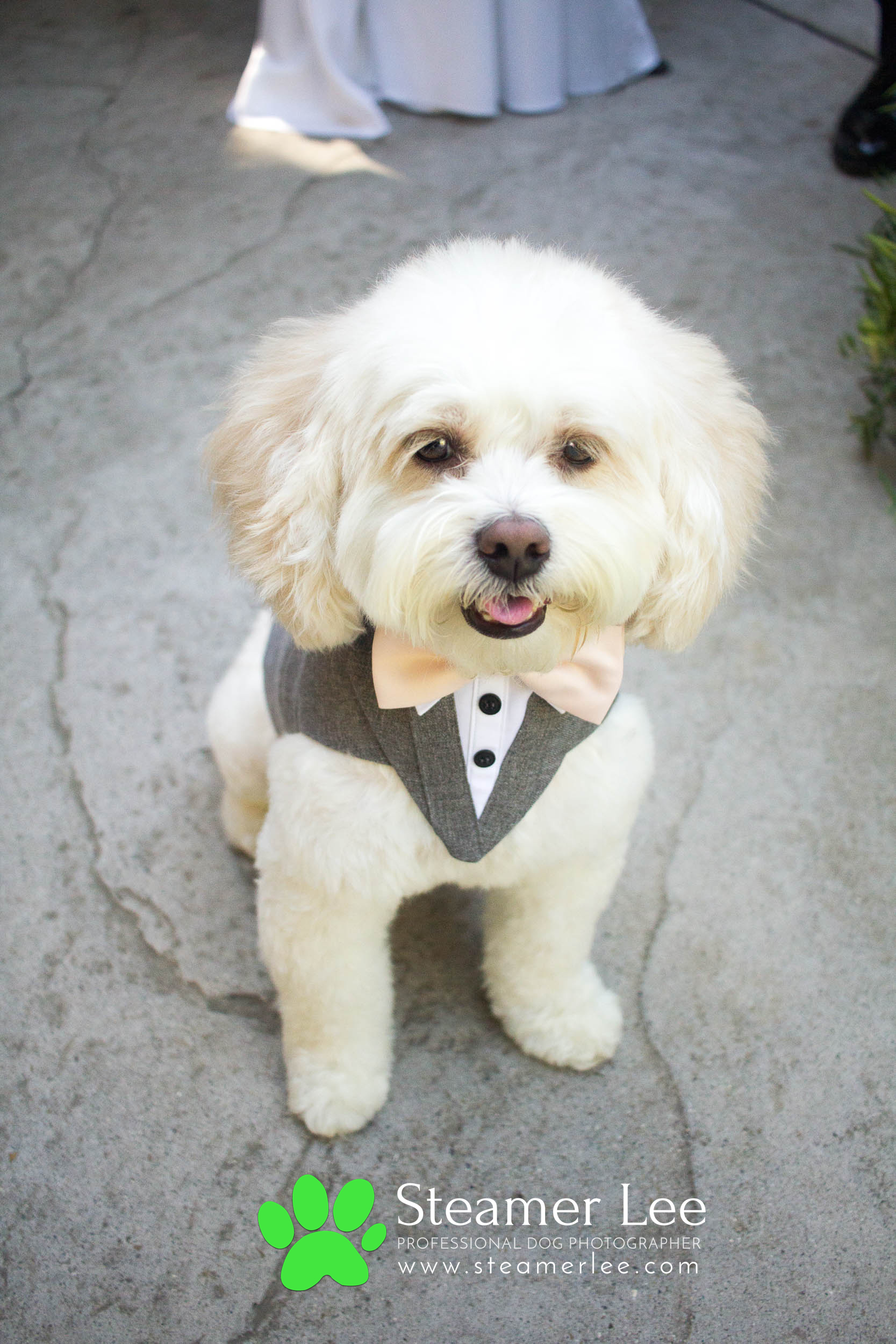 Steamer Lee - Dog Photography - Shihpoo - Charly - 3.jpg