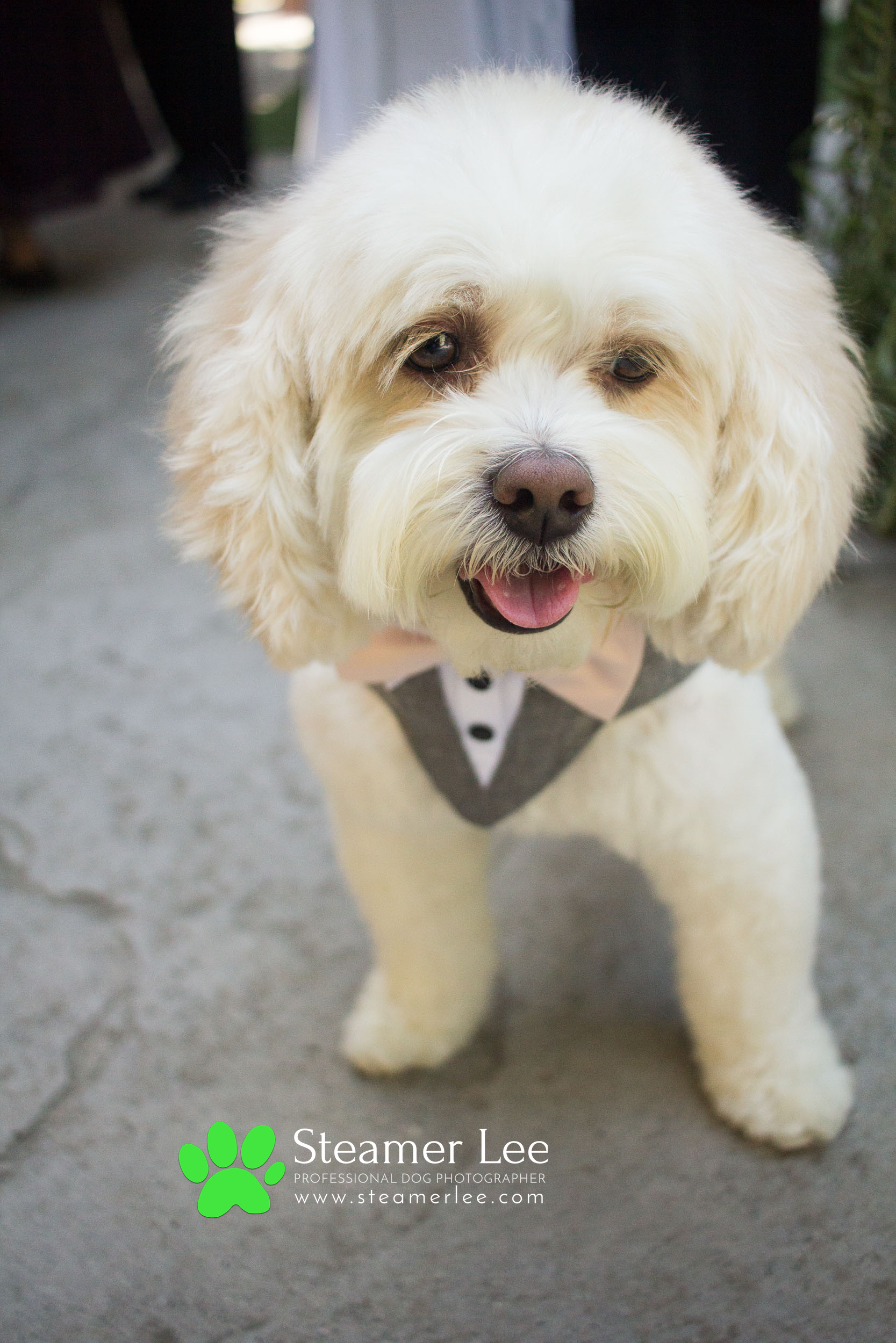 Steamer Lee - Dog Photography - Shihpoo - Charly - 4.jpg