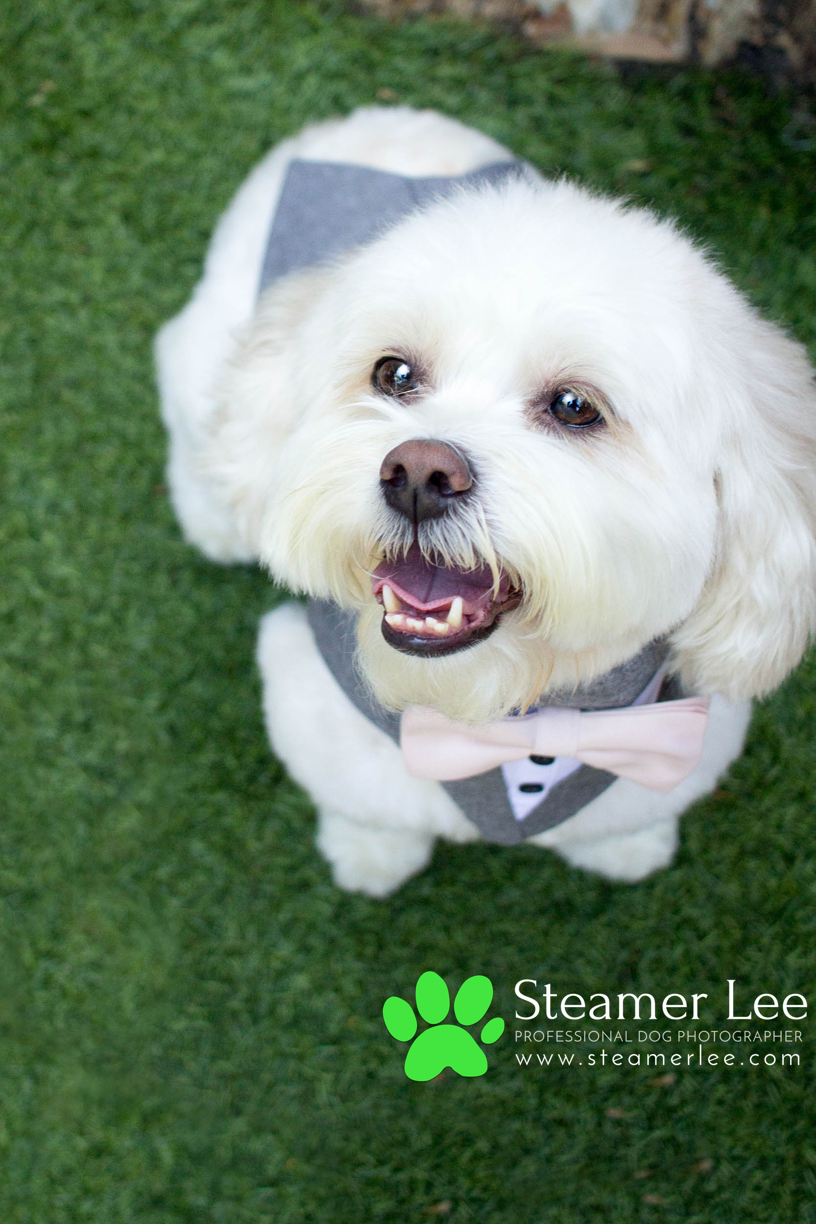Steamer Lee - Dog Photography - Shihpoo - Charly - 6.jpg