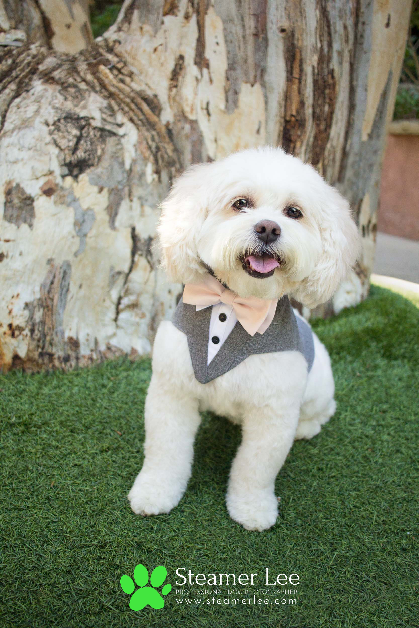 Steamer Lee - Dog Photography - Shihpoo - Charly - 10.jpg