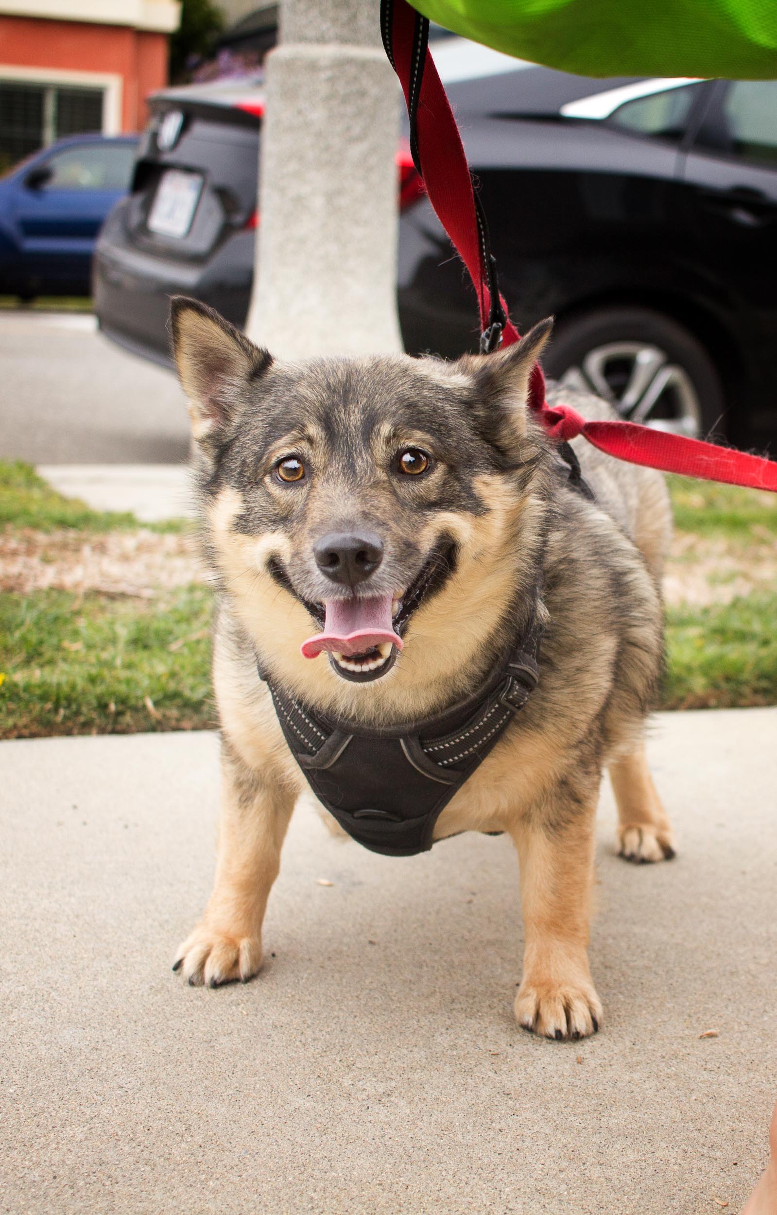 This is Ingrid, a purebred Swedish Vallhund. She’s of an ancient breed as the Swedish Vallhund is believed to be the ancestor of the beloved Corgi breed.