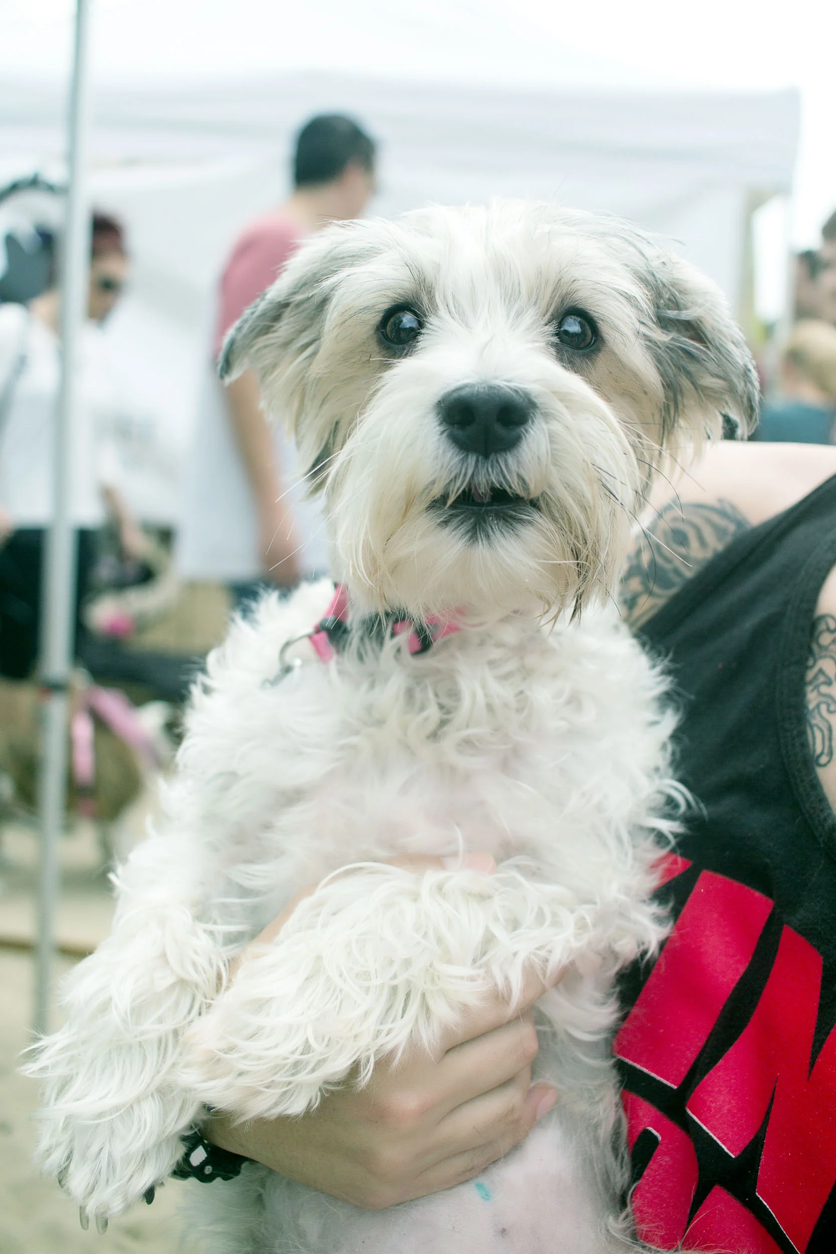 Orange-County-Dog-Photography-Pet-Huntington-Dog-Beach-SoCal-Corgi-Beach-Day_Steamer-Lee_081.jpg