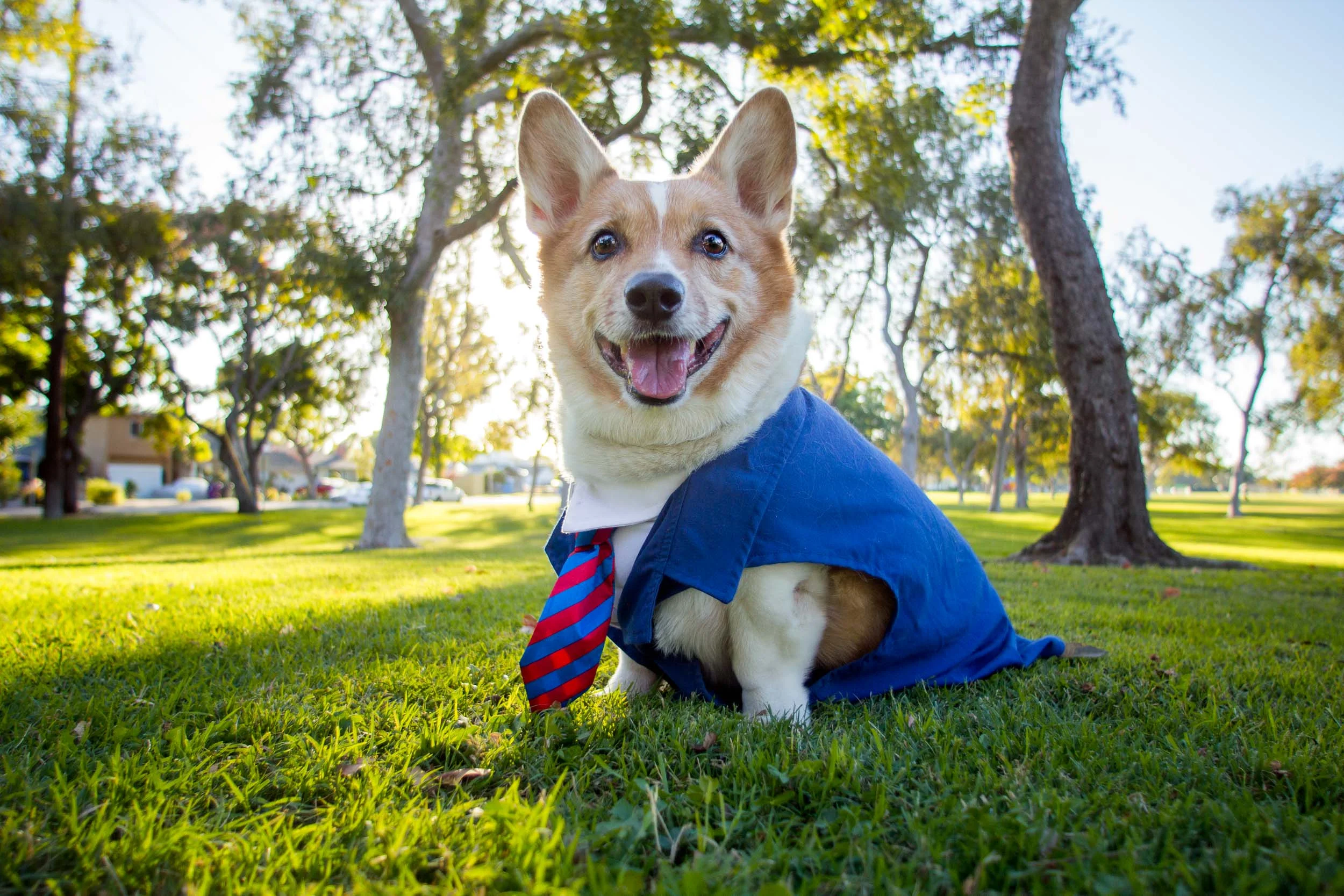 Mr. Pickles. The inspiration, founder, mascot, and brand ambassador of So Cal Corgi Beach Day.