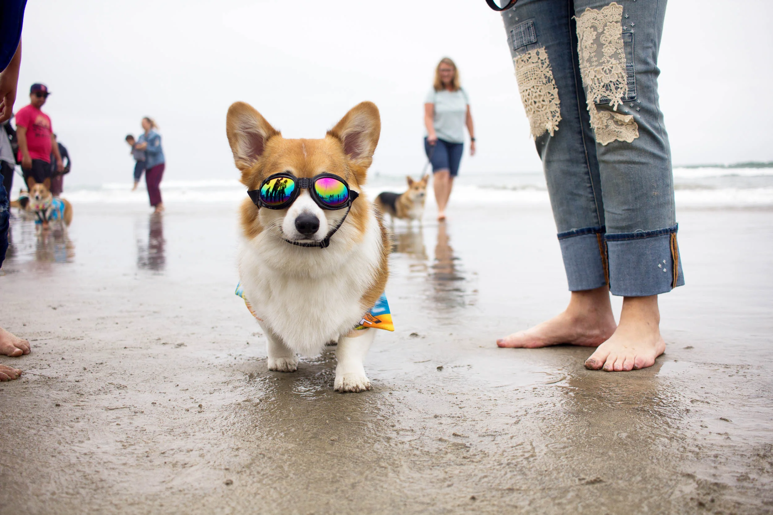corgi beach