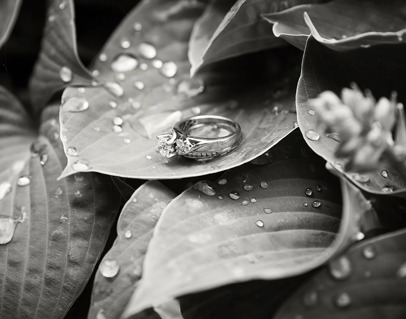 DSC_9491_BW_web.jpg