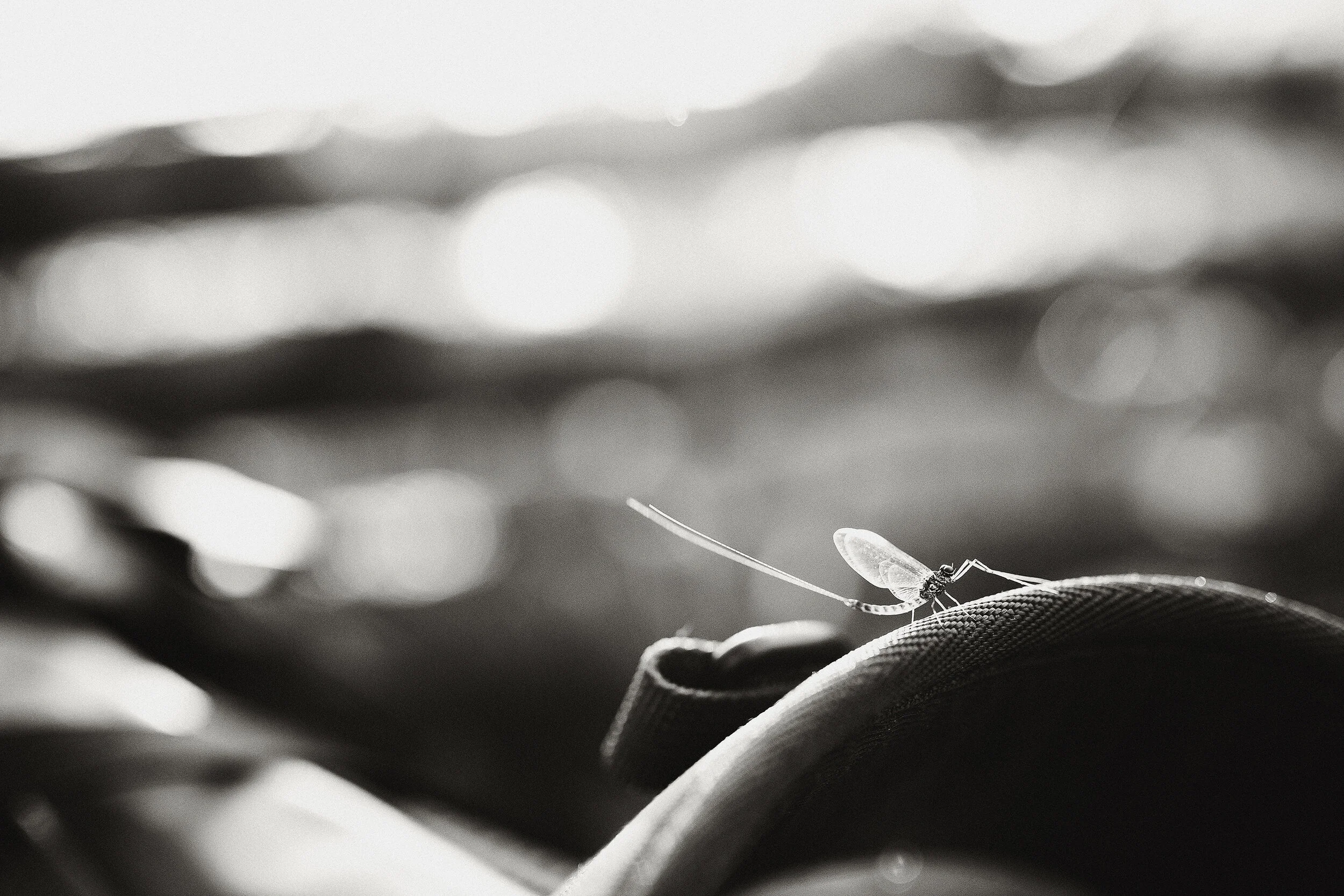 DSC_7195_bw.jpg