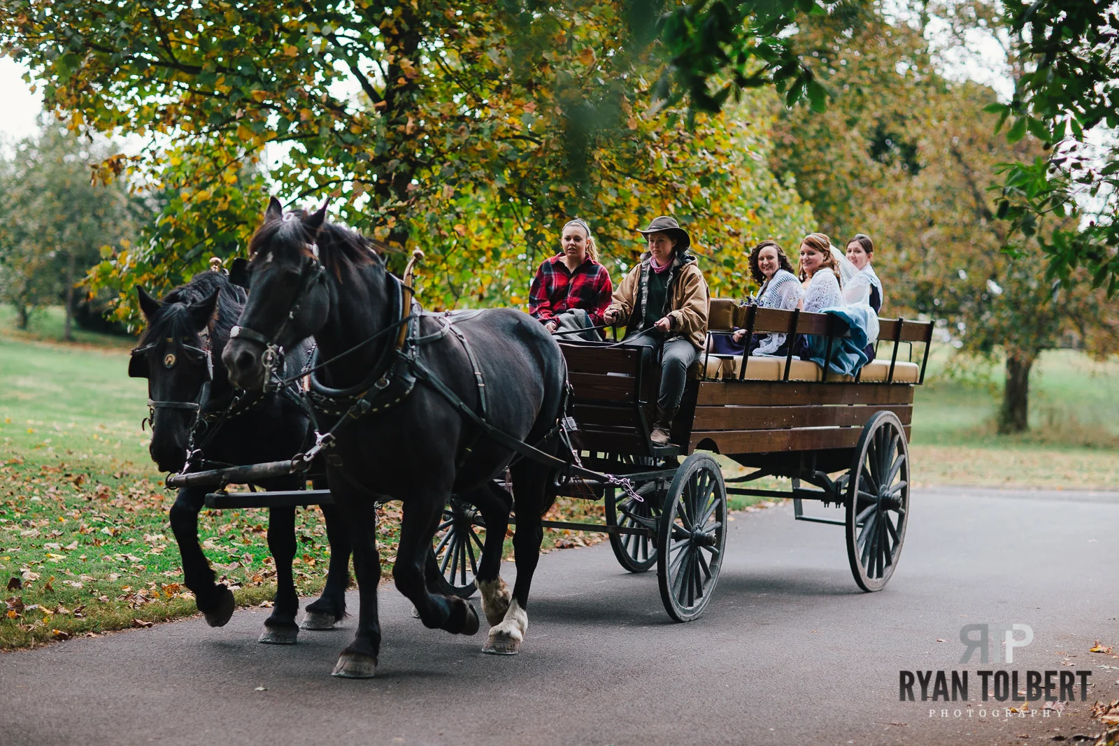 horse and buggy rental