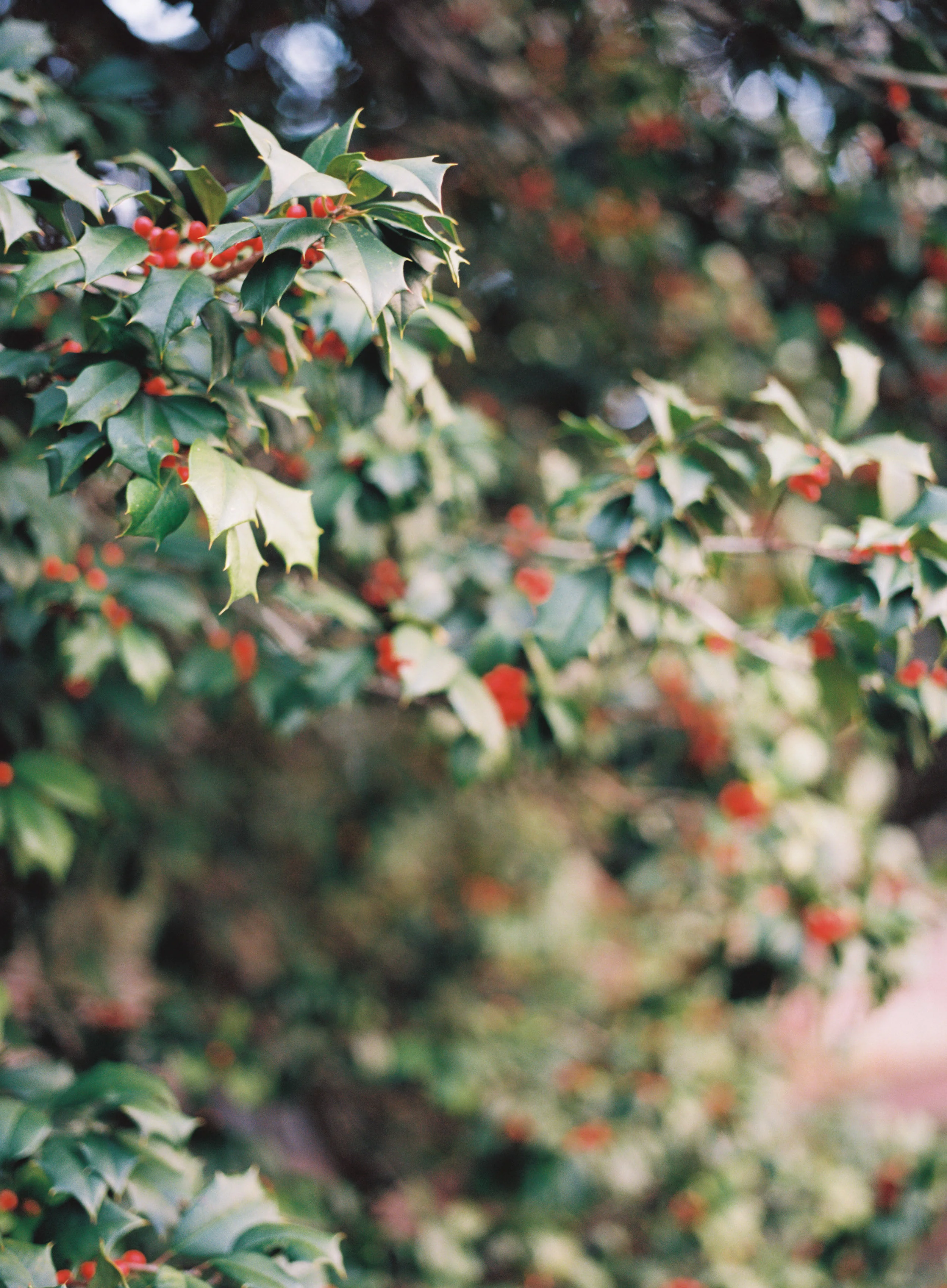 Kristin Sweeting Photography