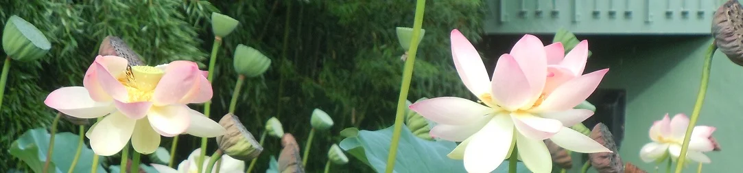 DSCN4507sm.jpg
