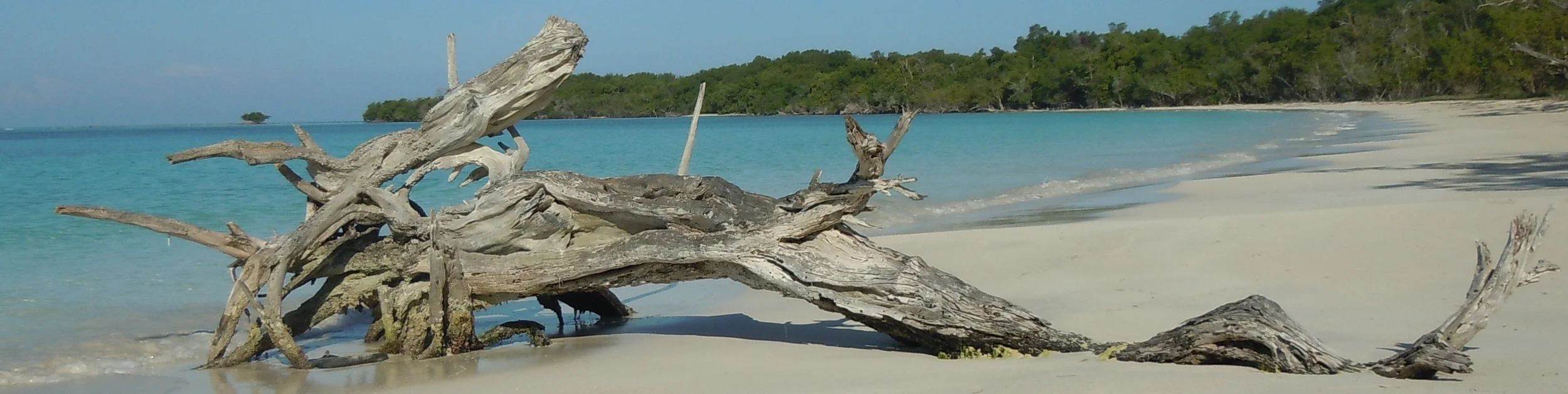Jamaican driftwood dragon thin.jpg