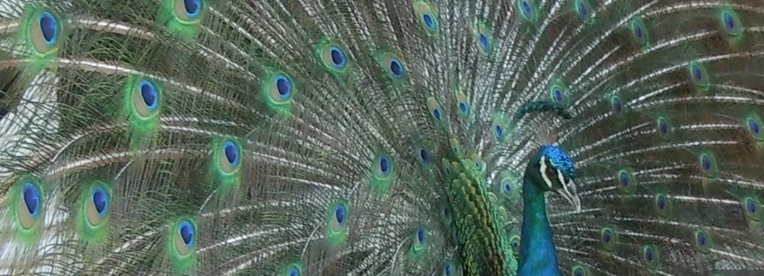 Peacock in Jamaica 1b.jpg