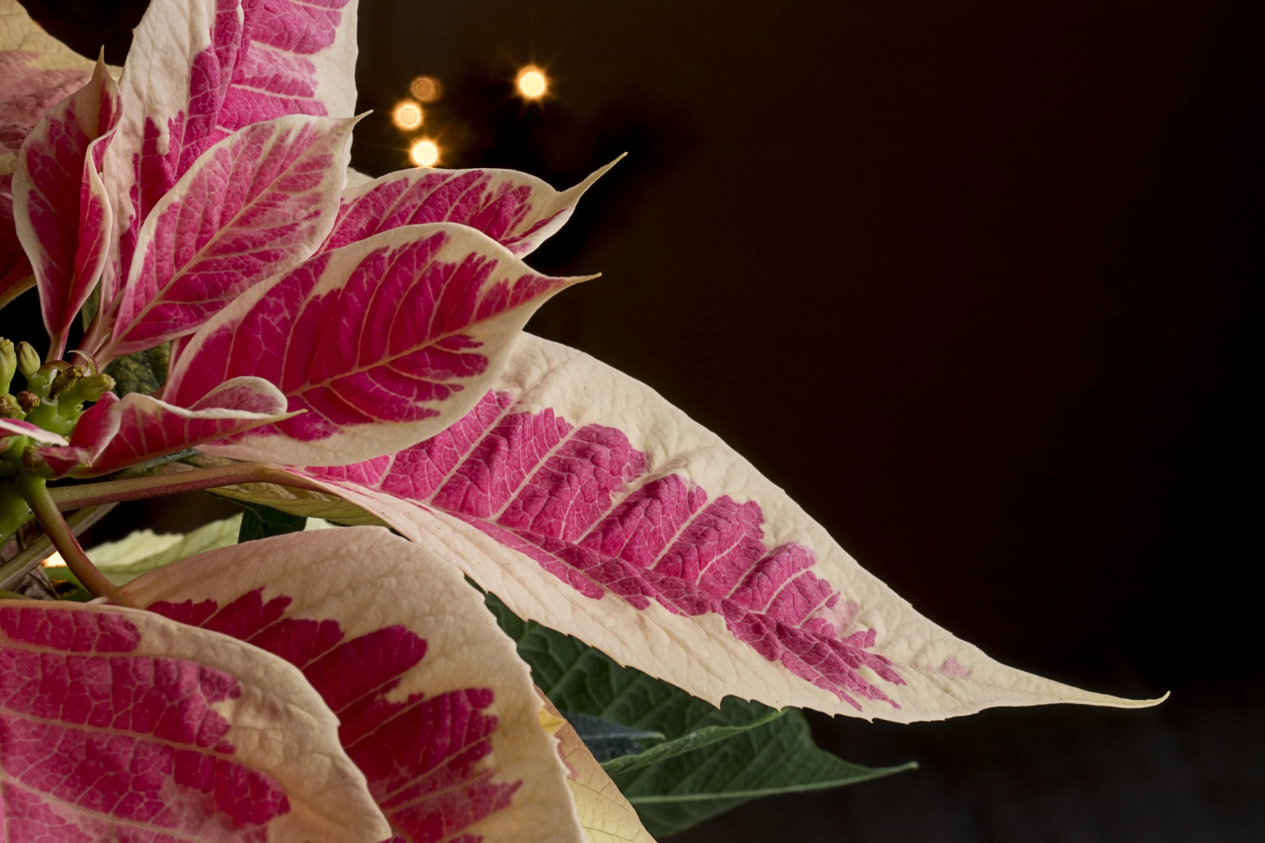 Advent 2 Service 