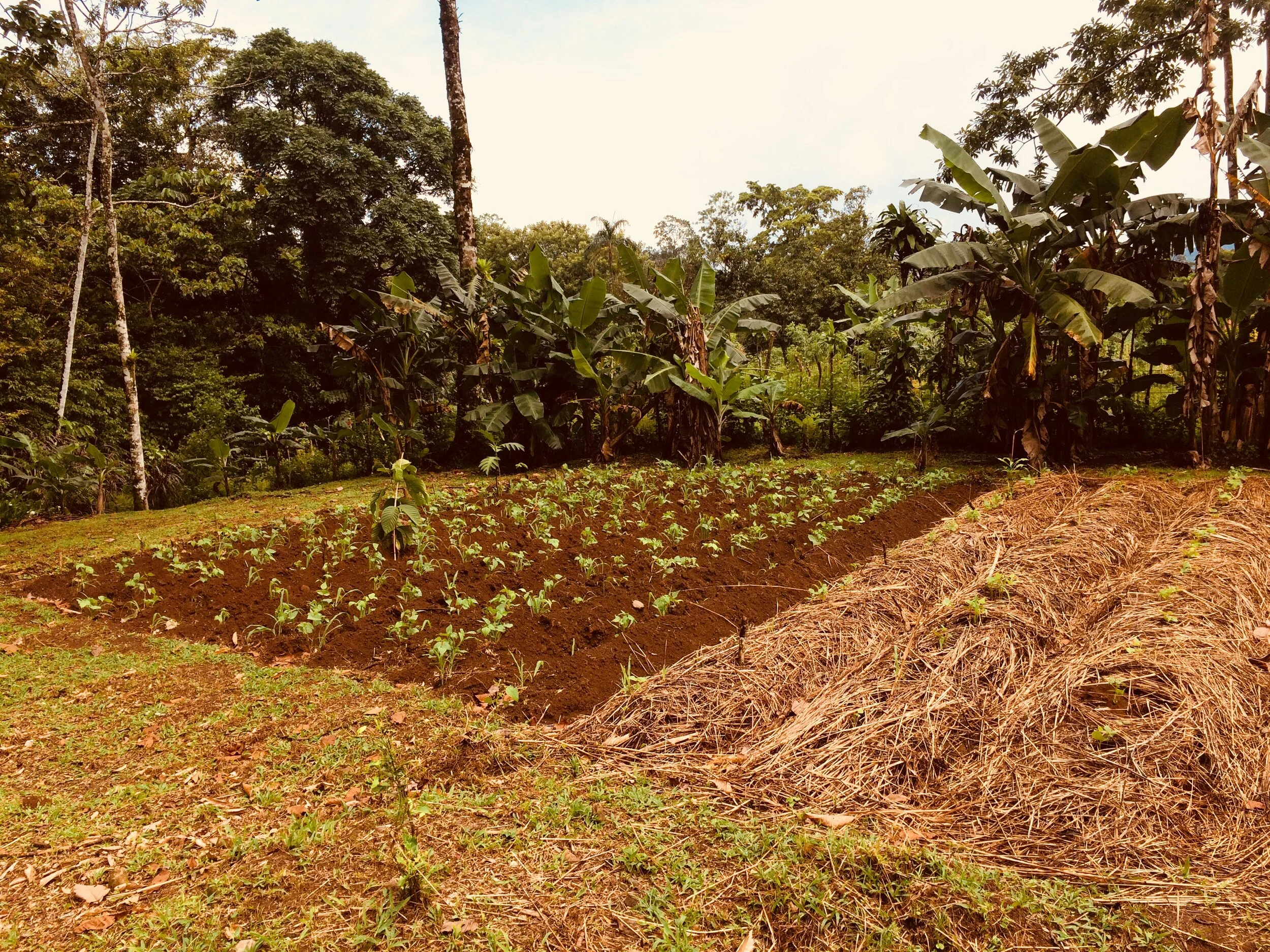 finca-de-luz-three sisters-permaculture-garden.jpg
