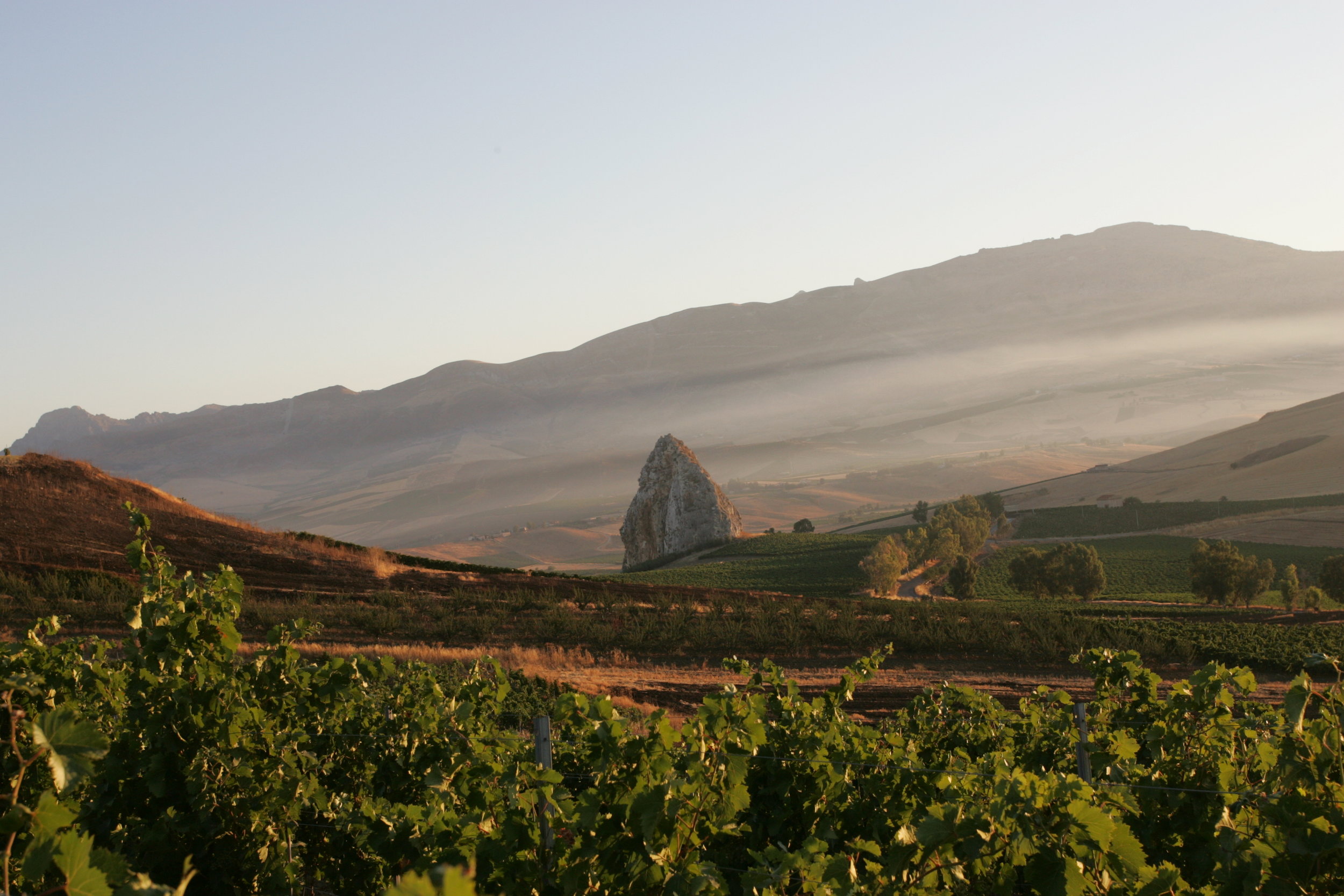 GRILLO VINEYARD_CENTOPASSI.JPG