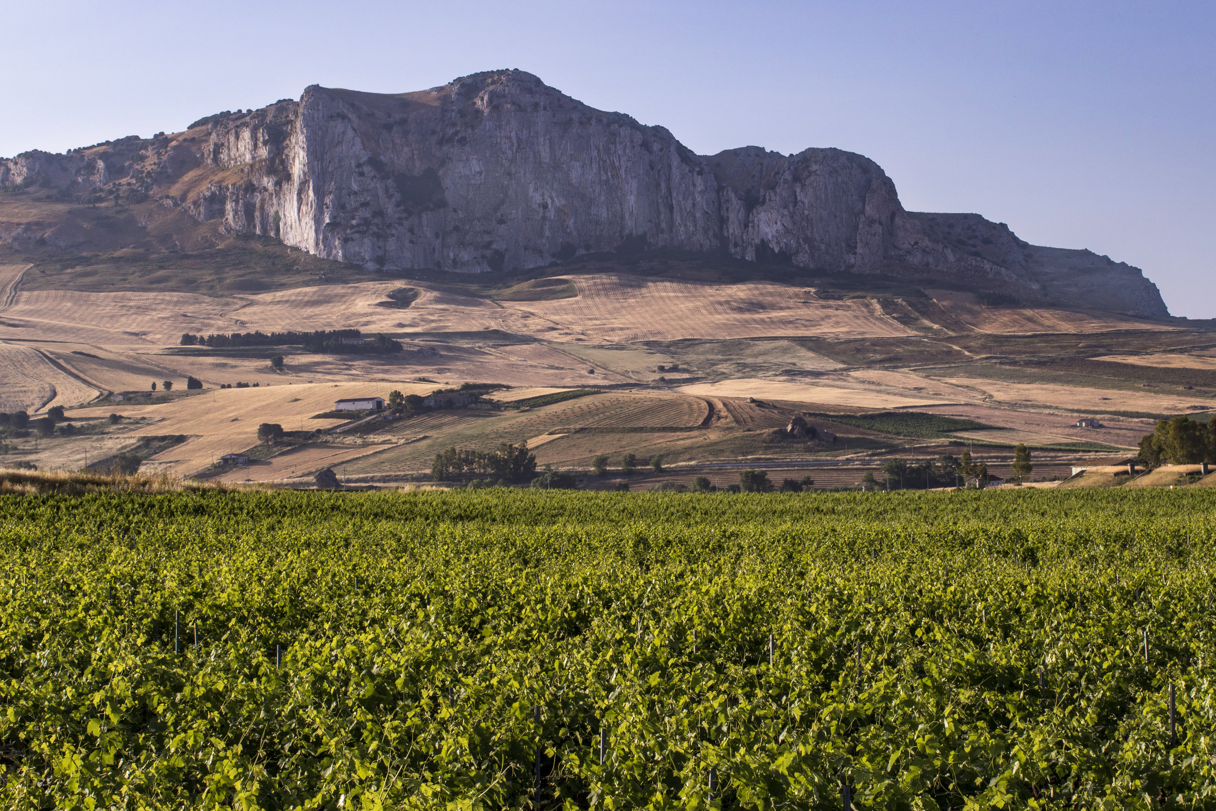 NERO D'AVOLA VIN 2Ph © Giorgio_Salvatori.JPG