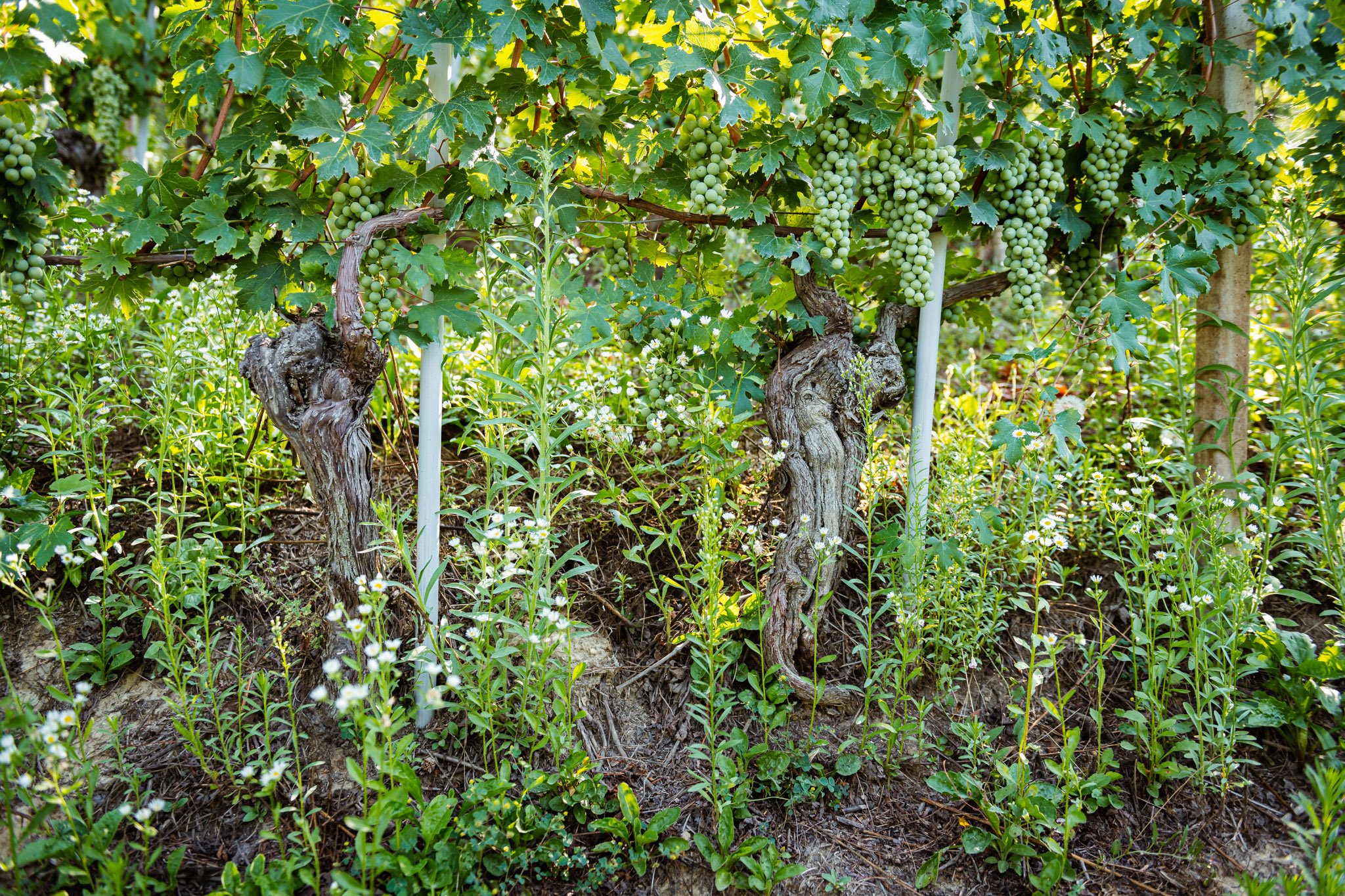 Vineyards with Stefano Almondo-101.jpg