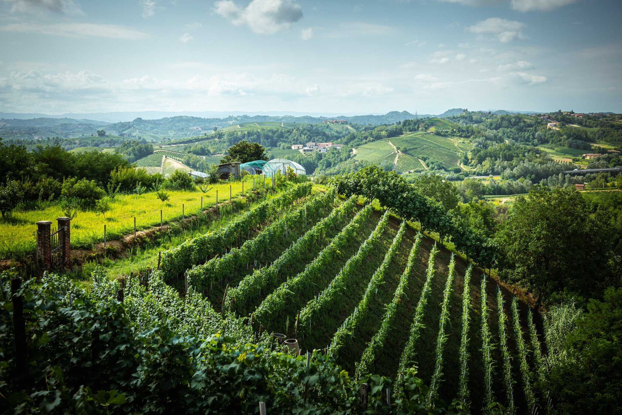 Vineyards with Stefano Almondo-166.jpg