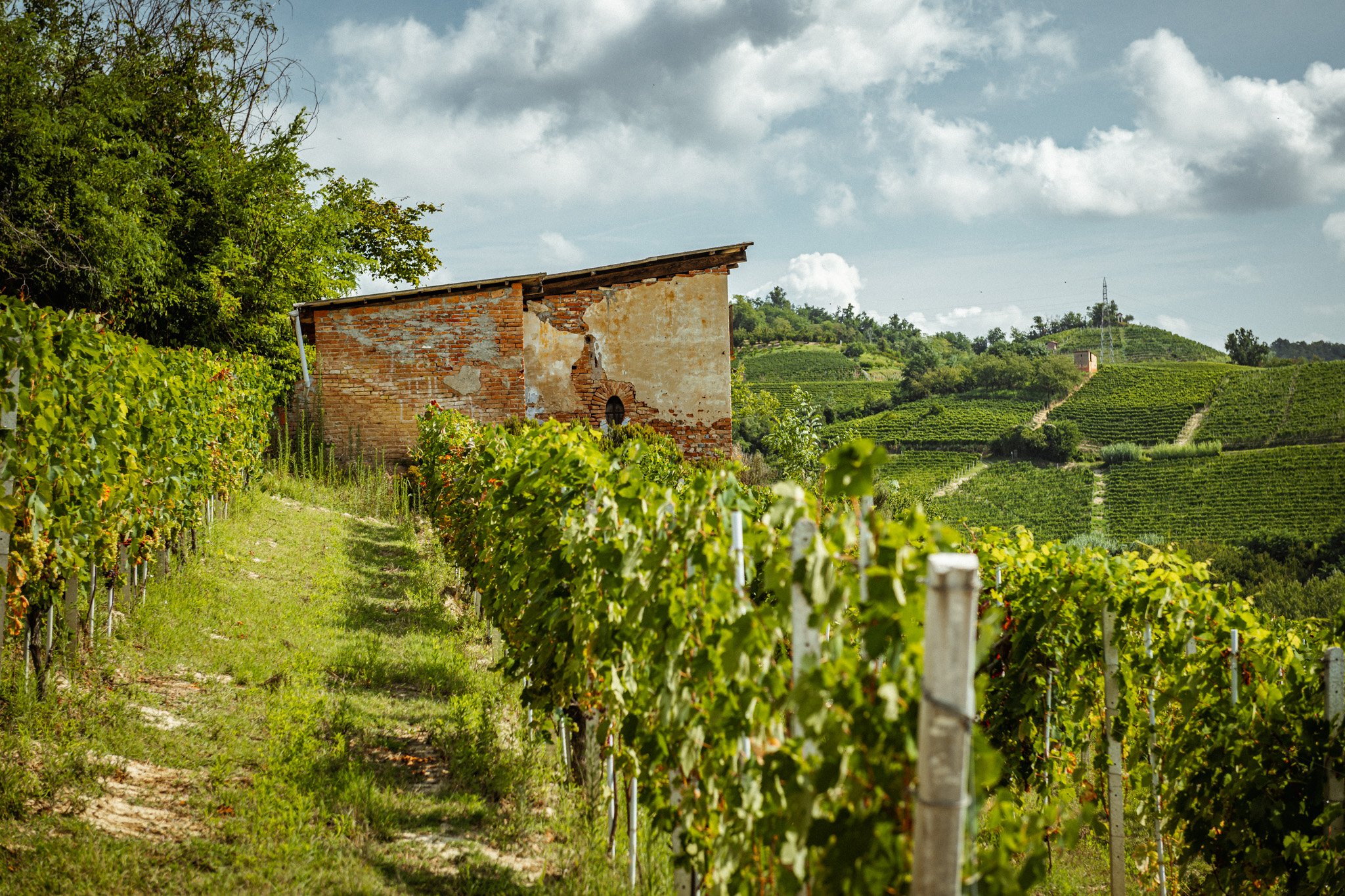 Vineyards with Stefano Almondo-194.jpg