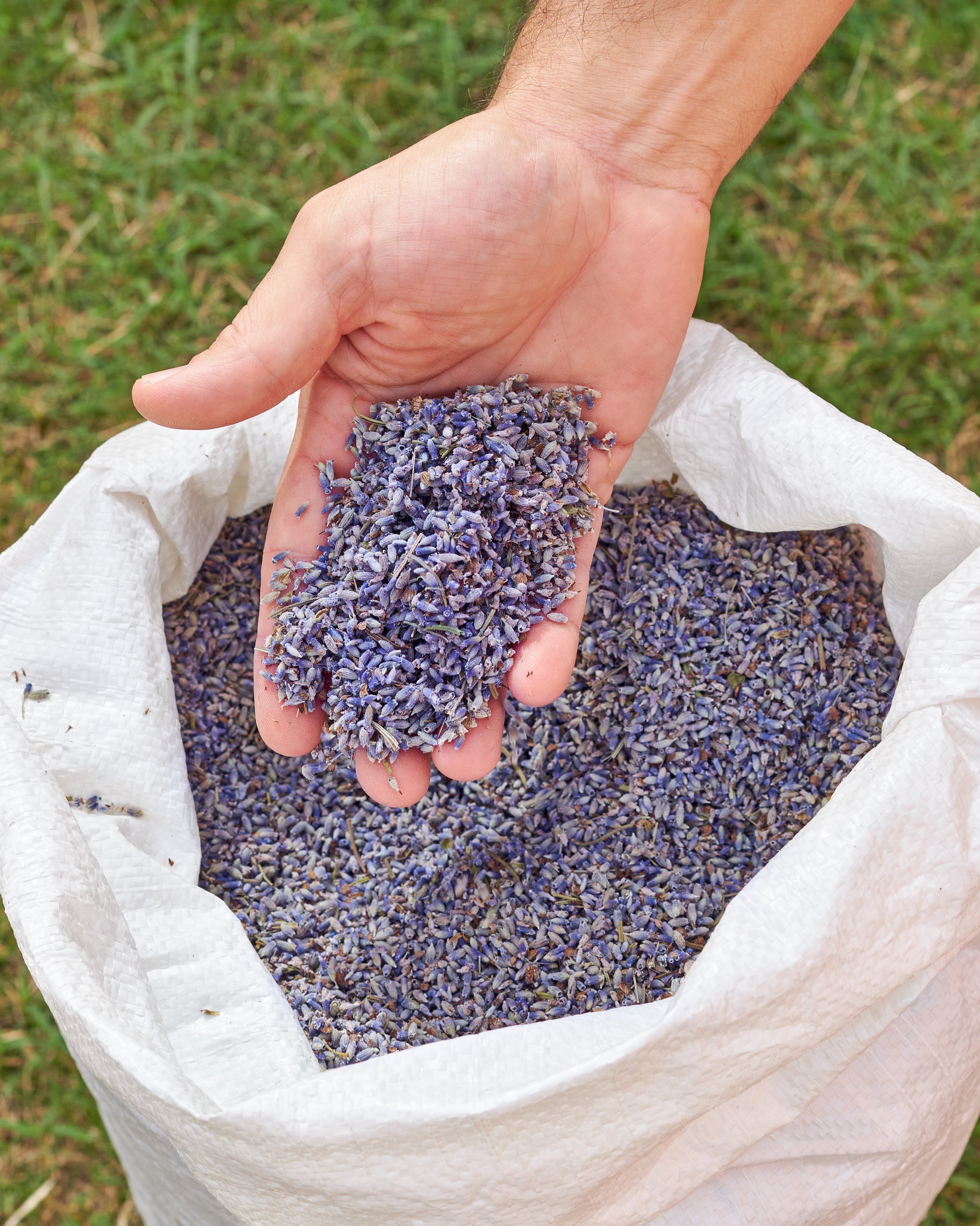 Lavanda.jpg