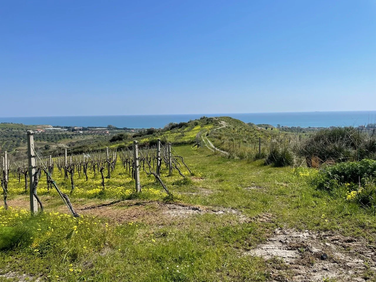 Lombardo Vigna Selection.jpeg