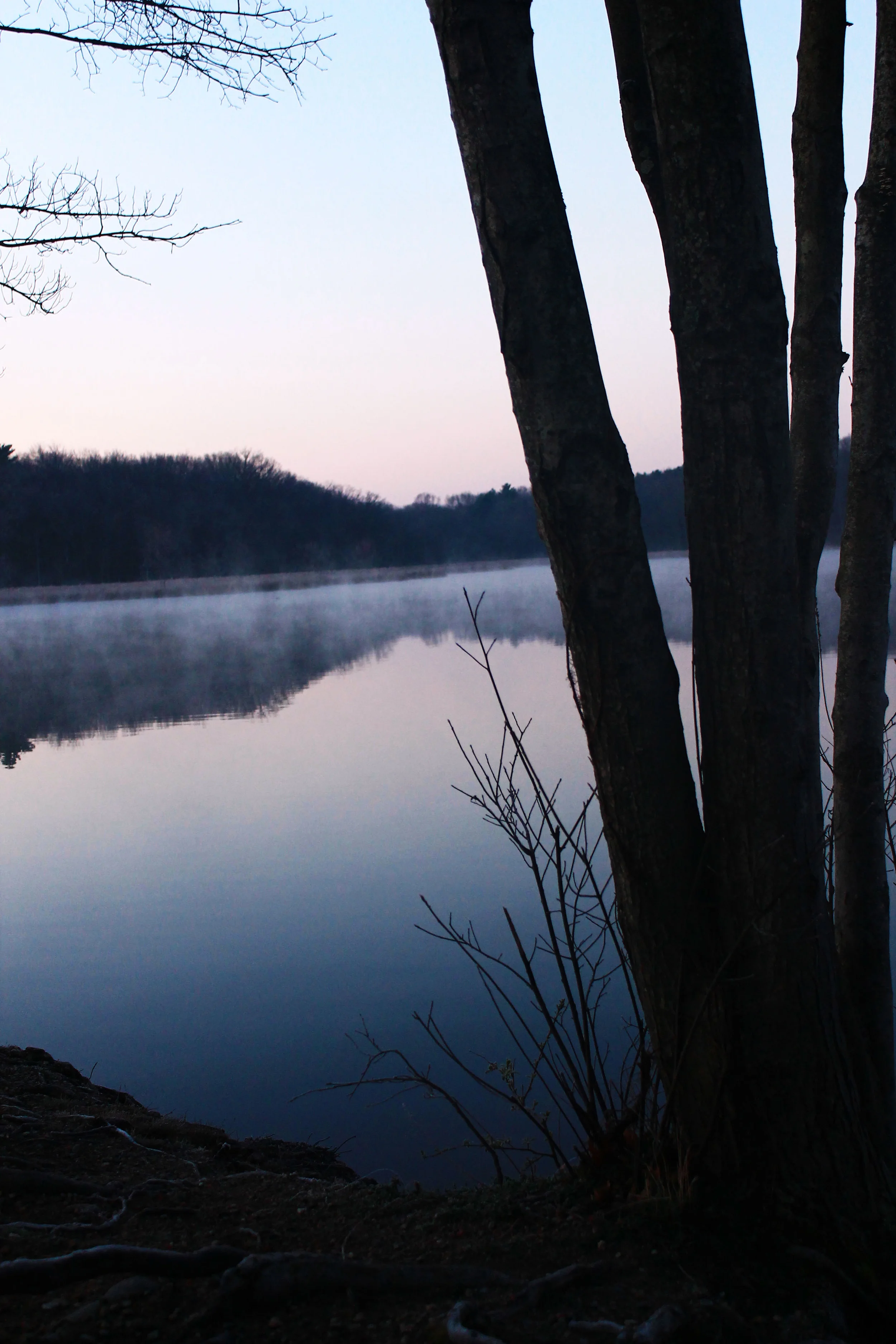 tree-reflection.jpg