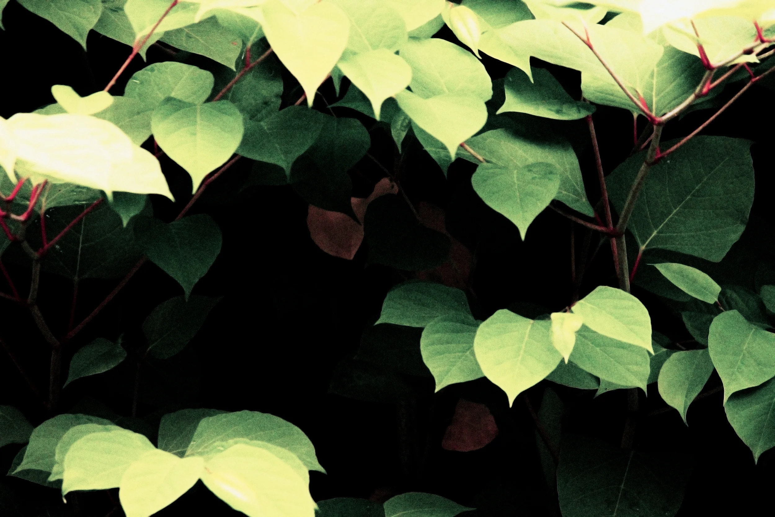 leafssss.jpg