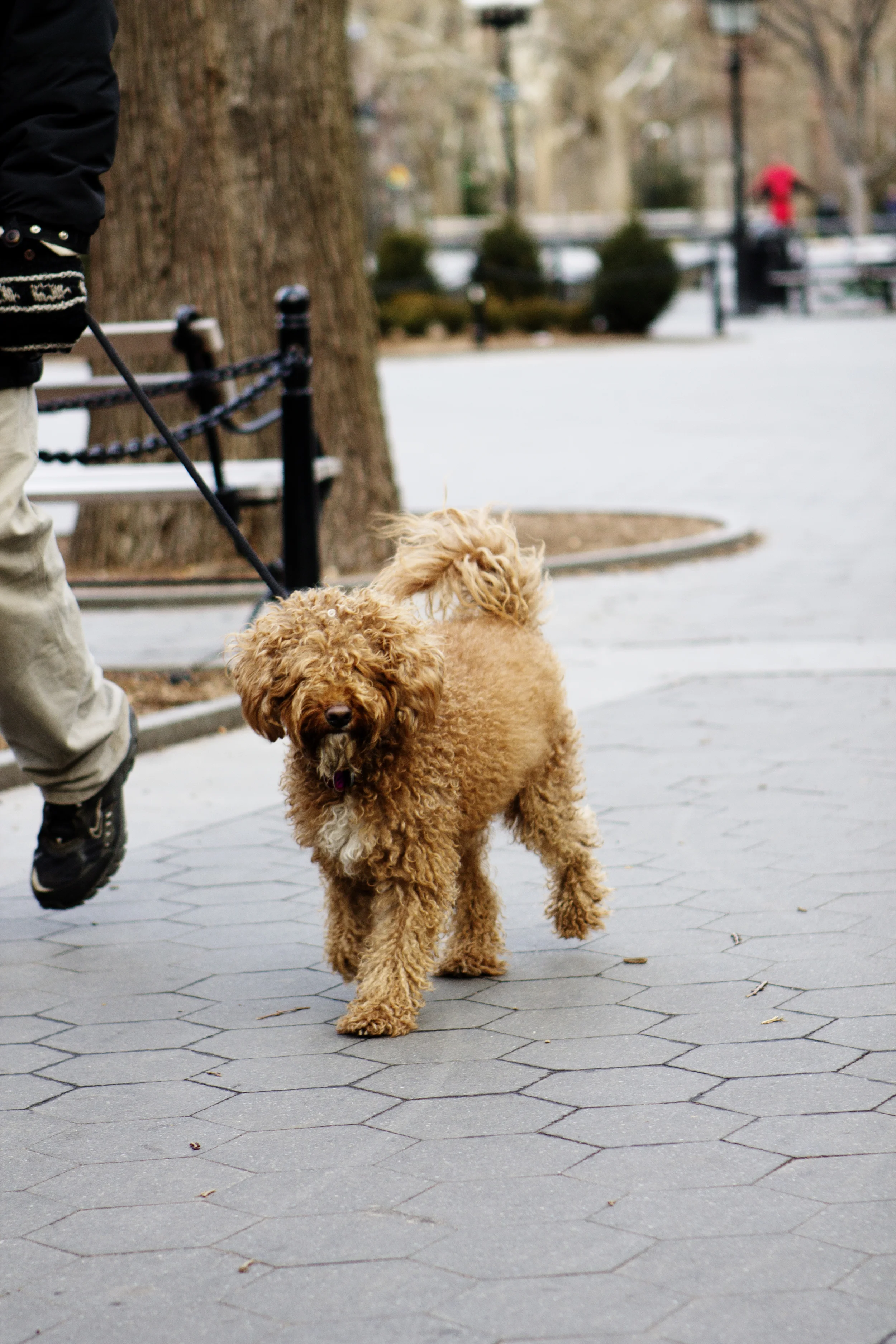 dog-10.jpg