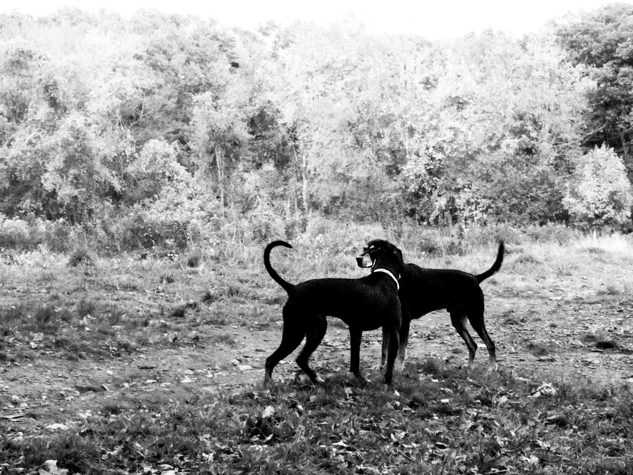 dogs.jpg
