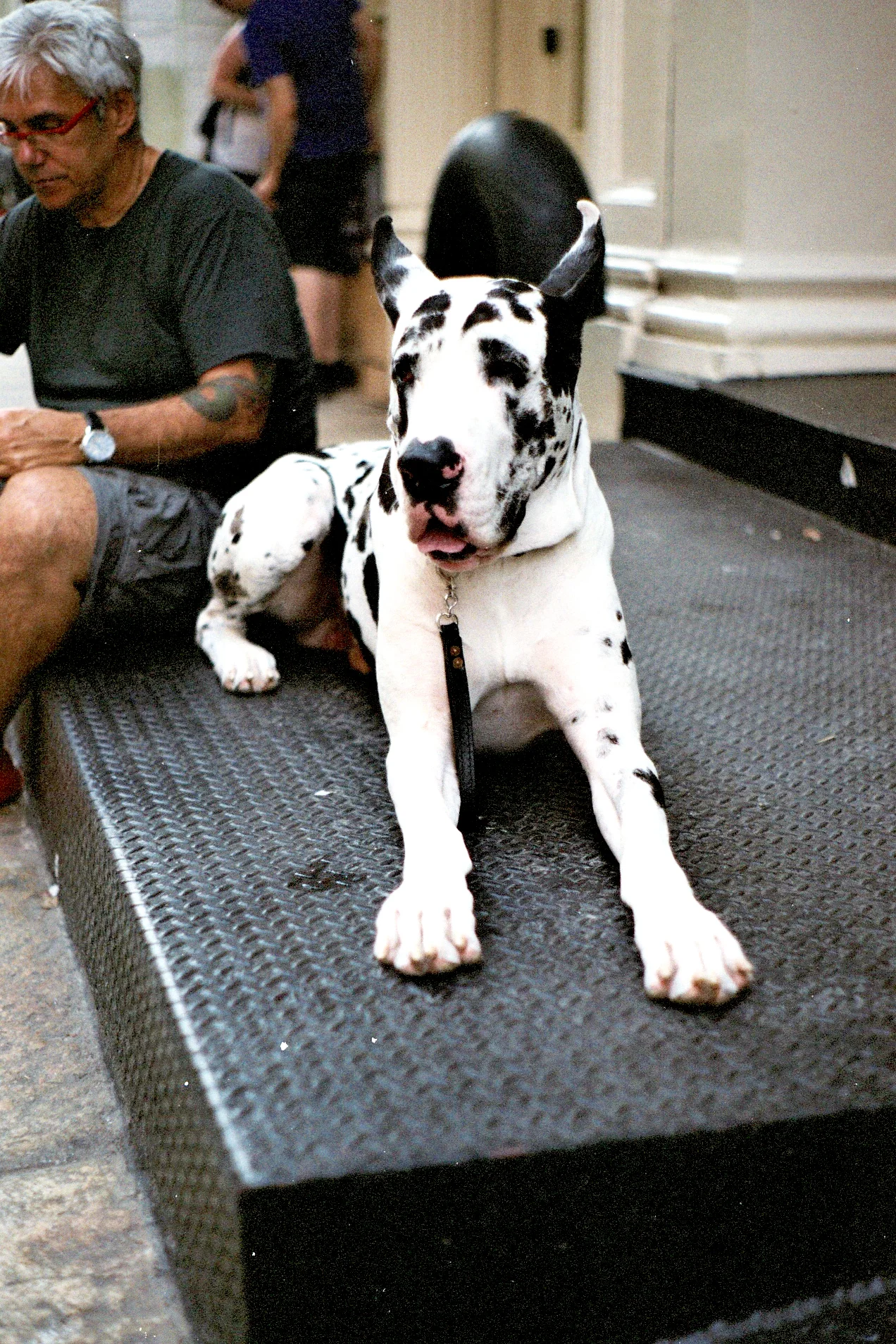 greatdane-1_1.jpg