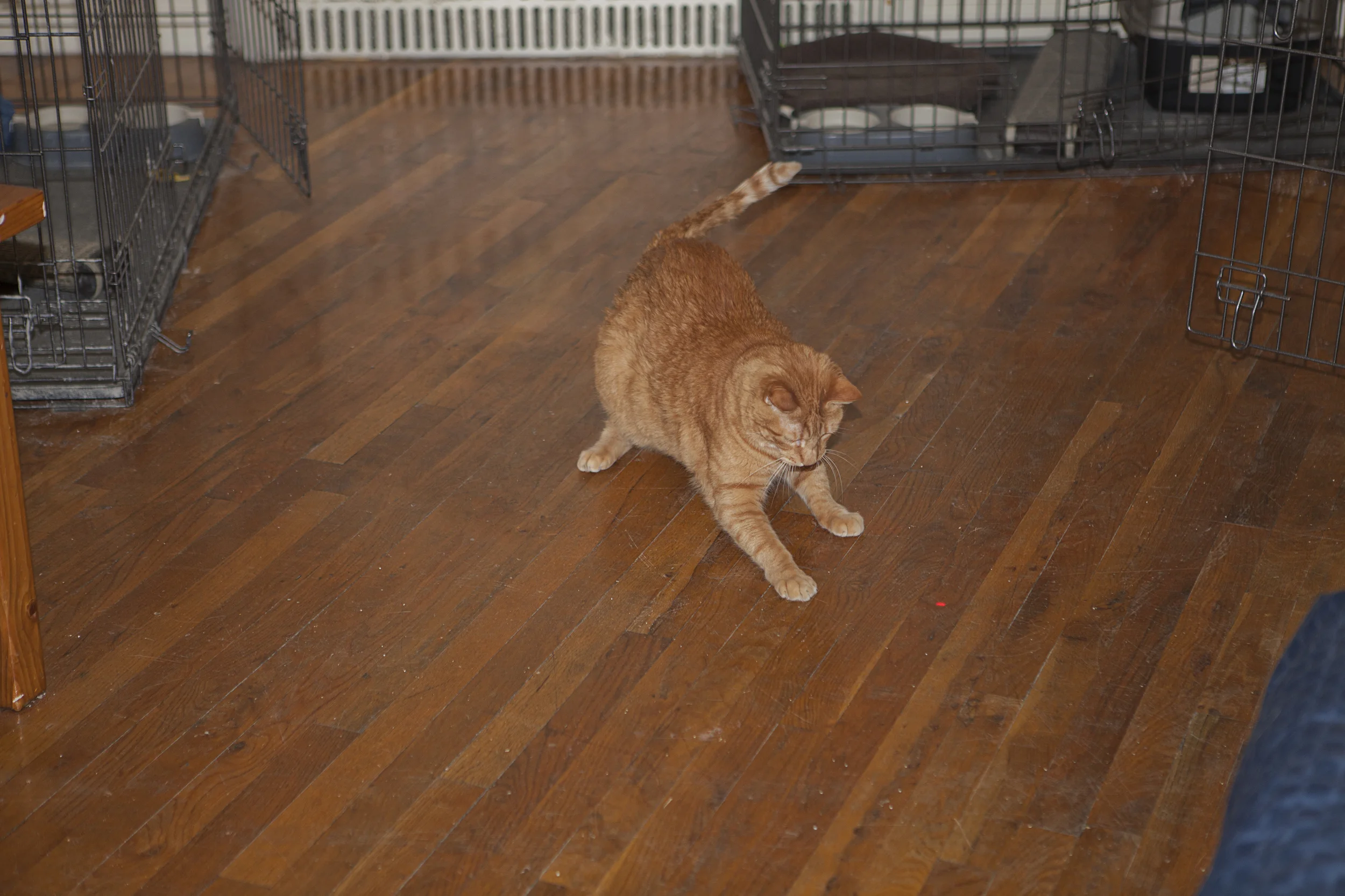 chasing the red LED light.jpg