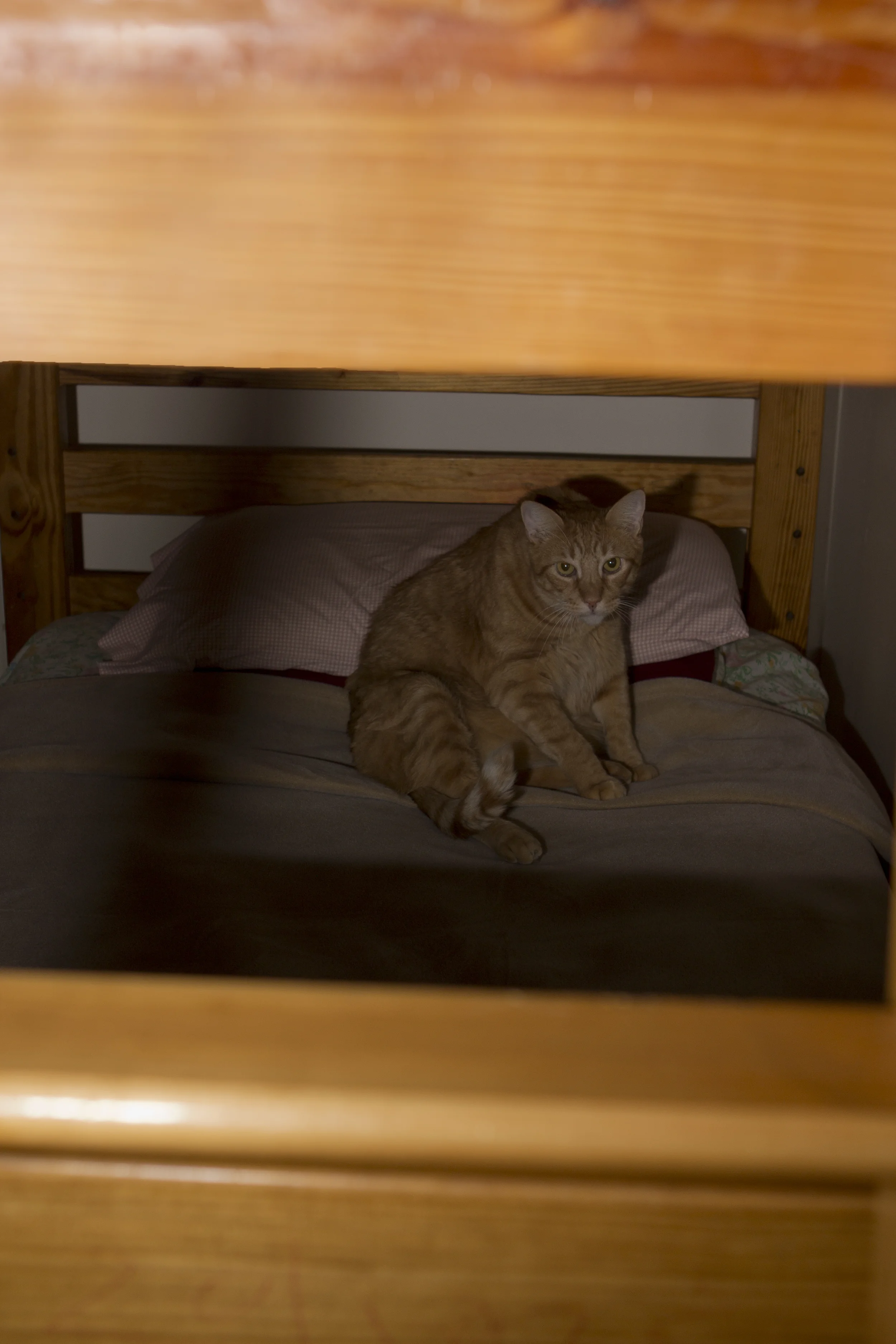 taking a nap on his owner's bed.jpg