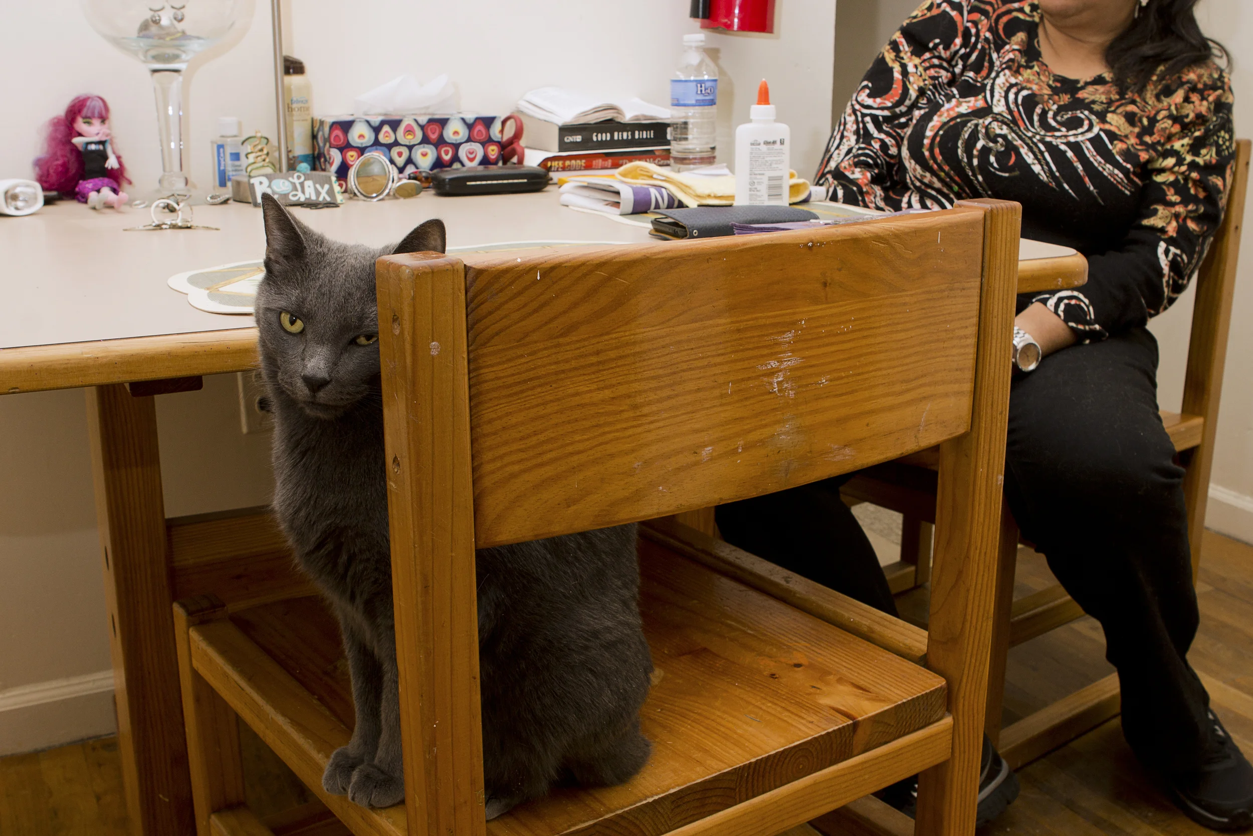 this cat sits at the table with his owner.jpg