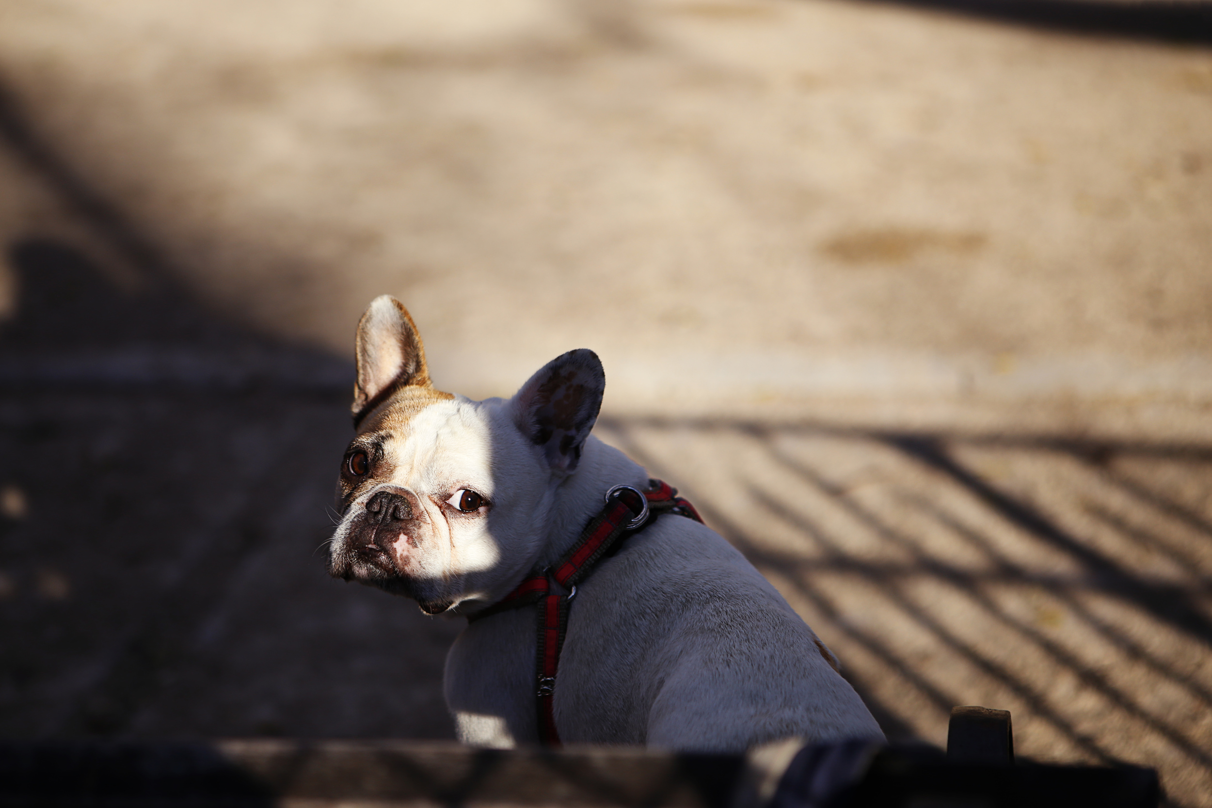 _MG_1416.jpg