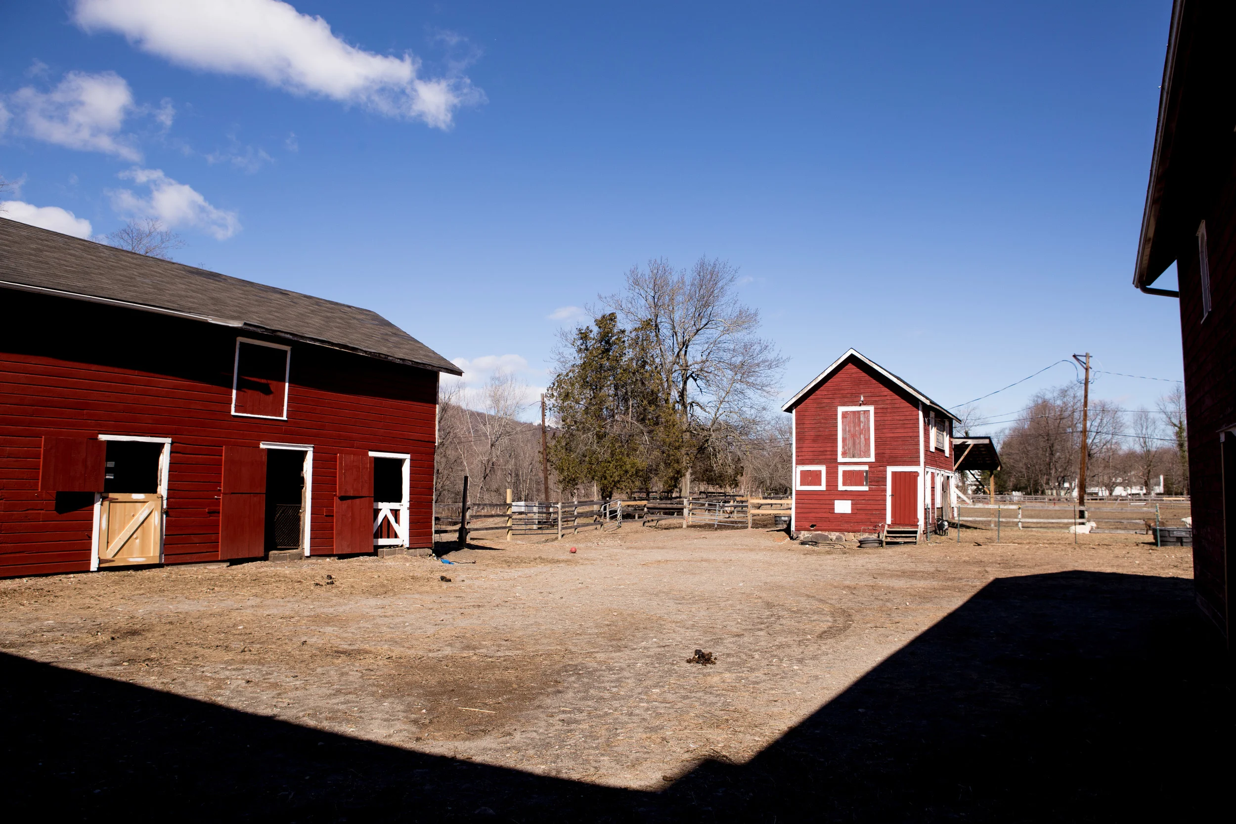 BergenHorses-3.jpg