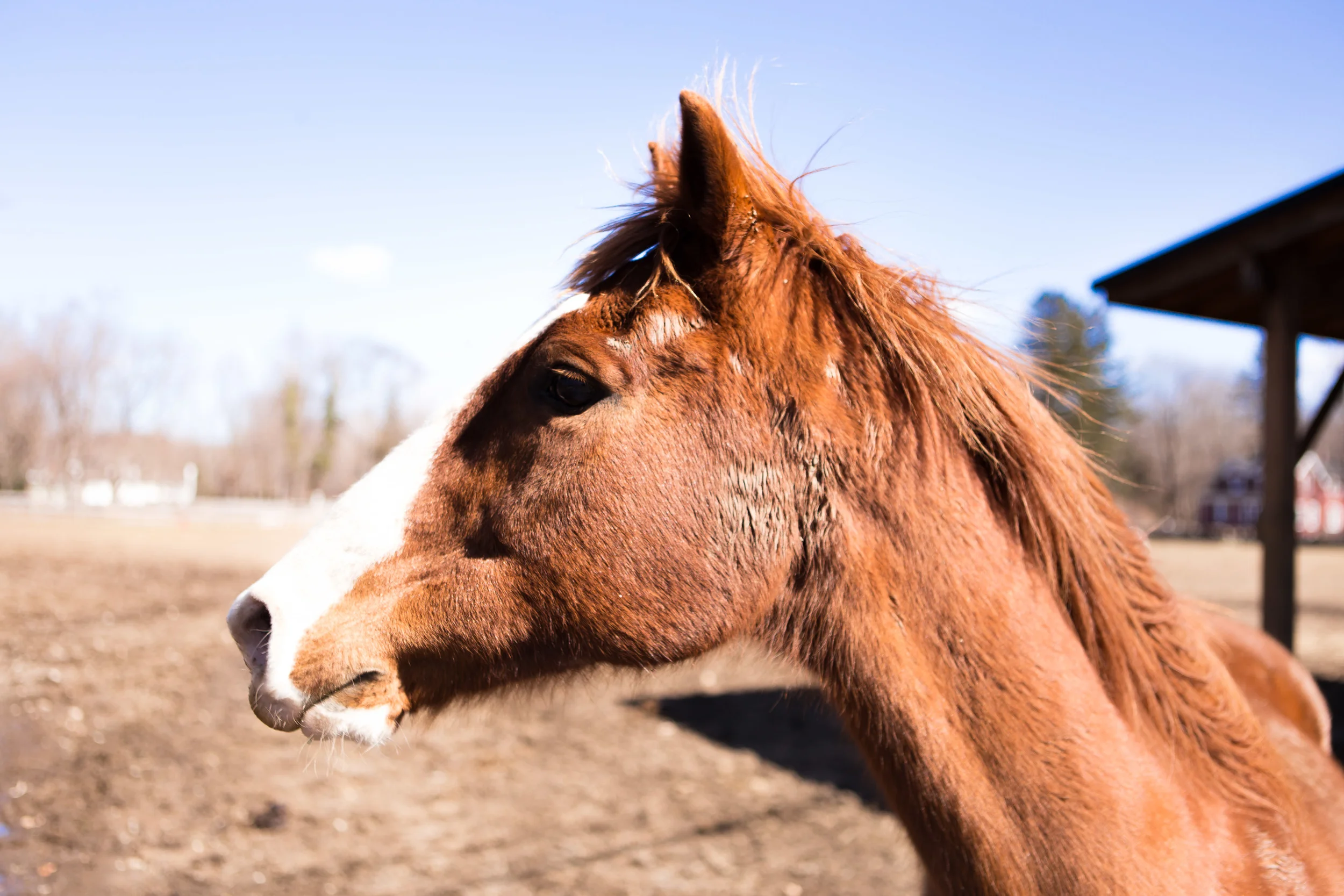 BergenHorses-5.jpg