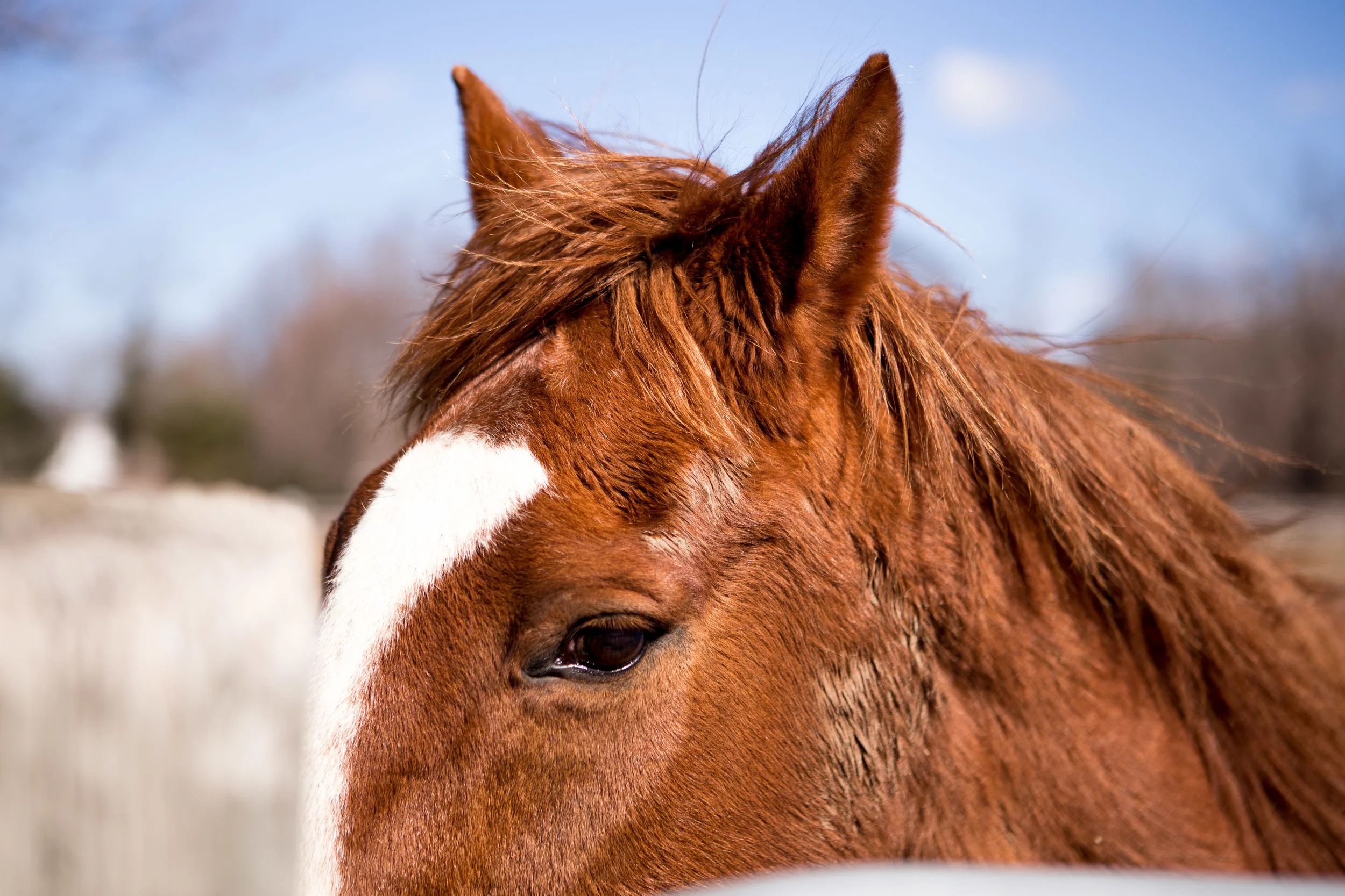 BergenHorses-6.jpg