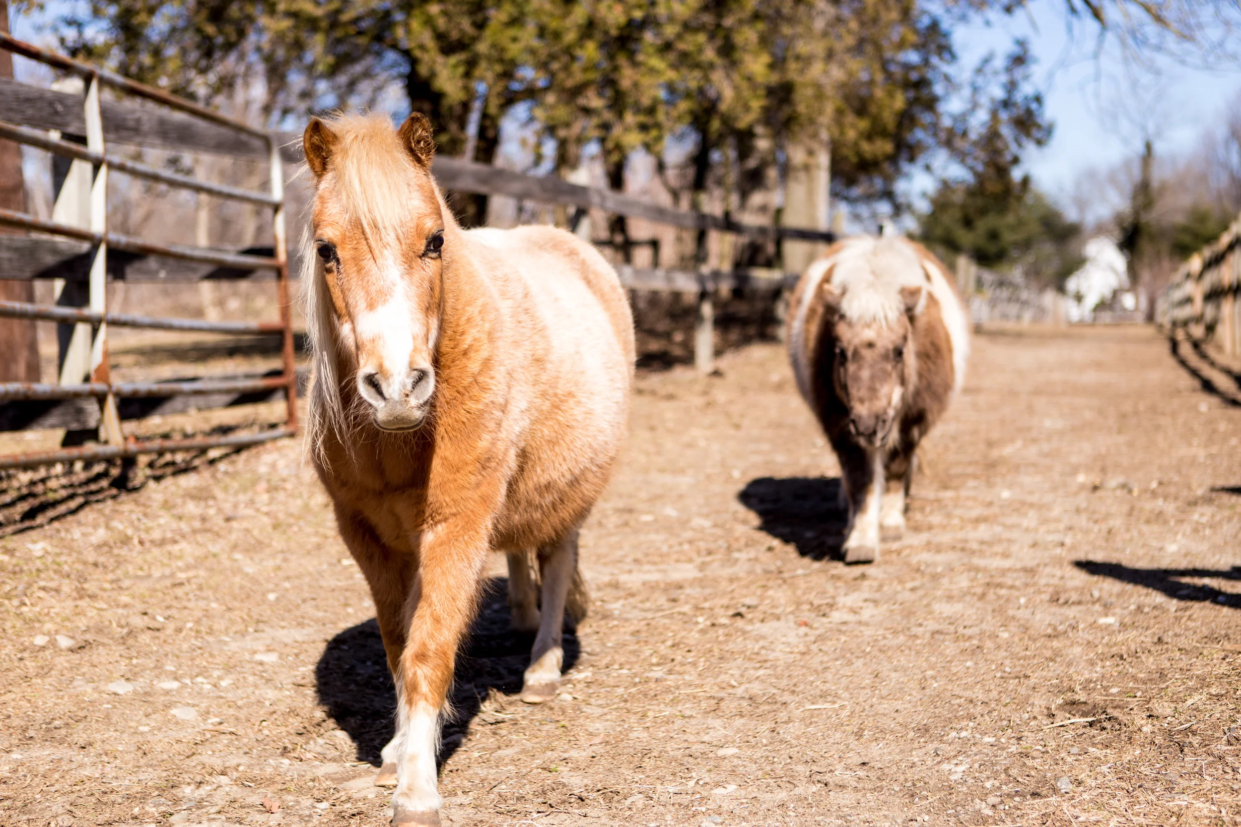 BergenHorses-7.jpg