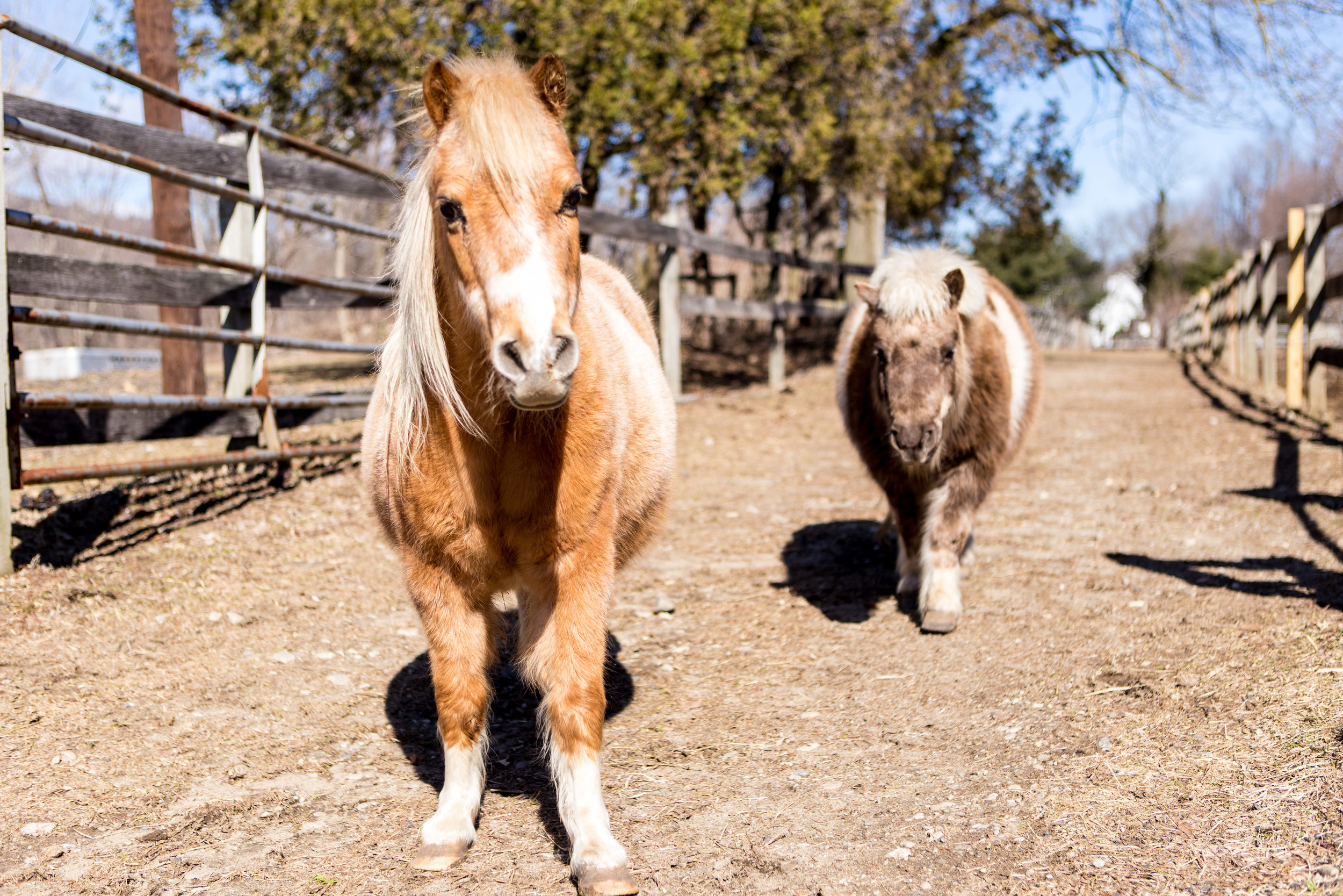 BergenHorses-8.jpg