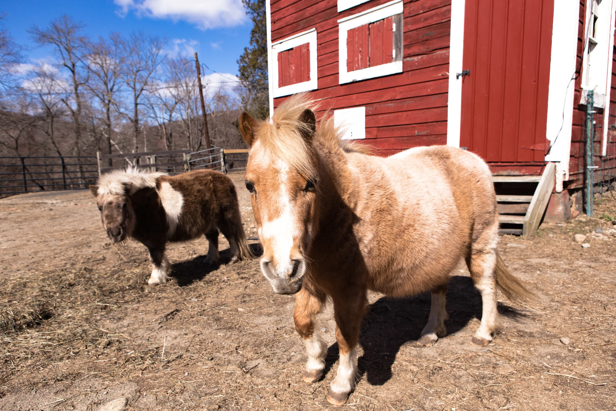 BergenHorses-10.jpg