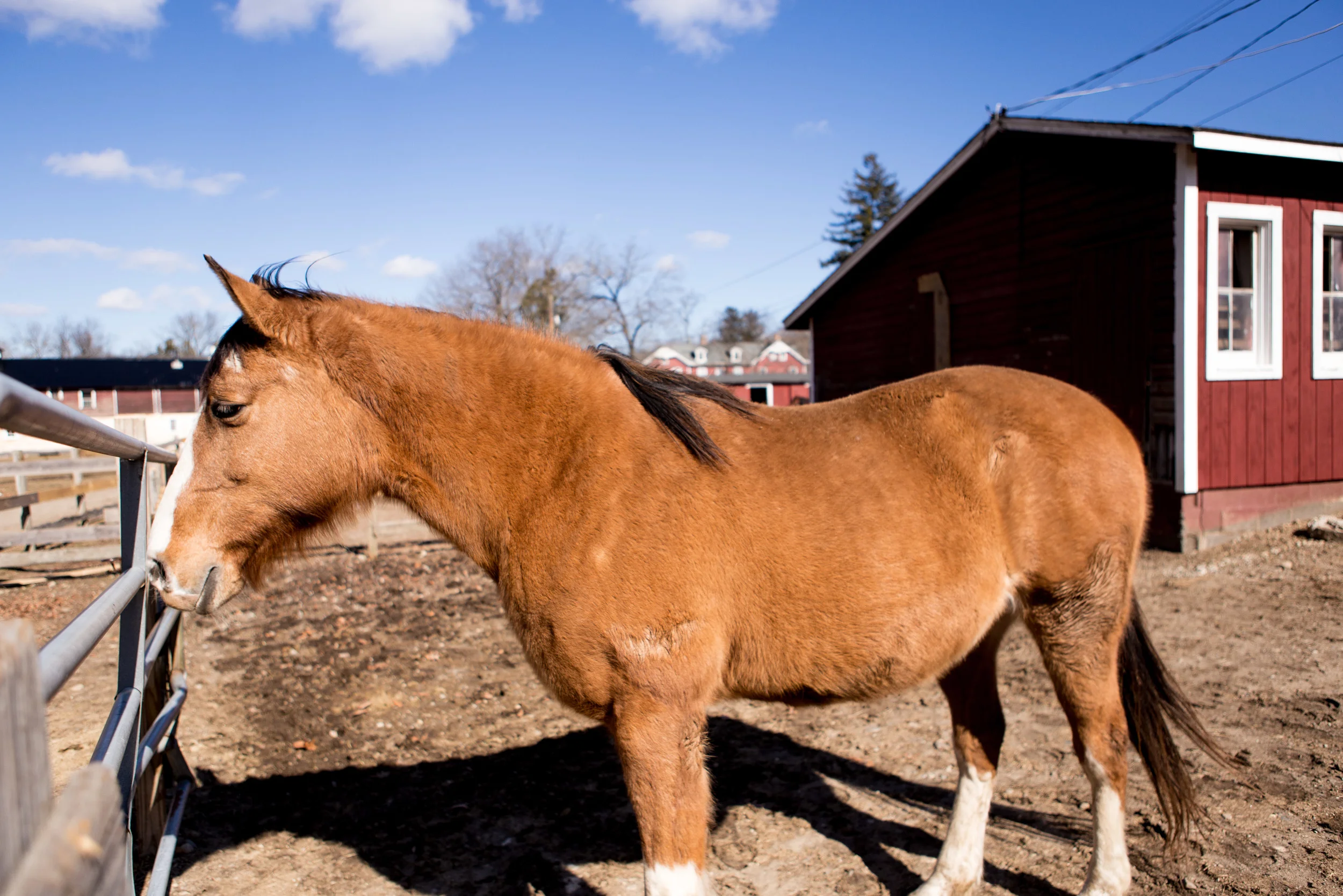 BergenHorses-11.jpg