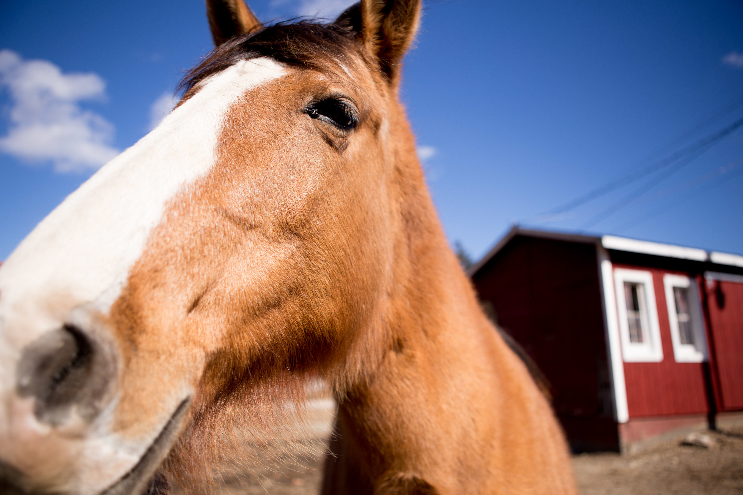 BergenHorses-12.jpg