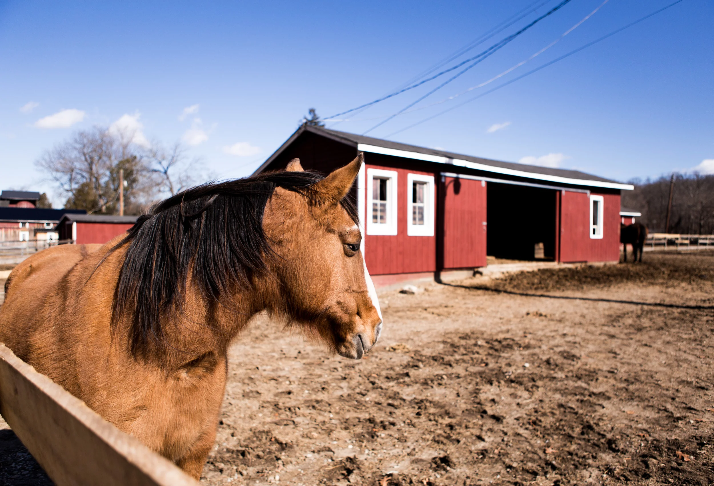 BergenHorses-15.jpg