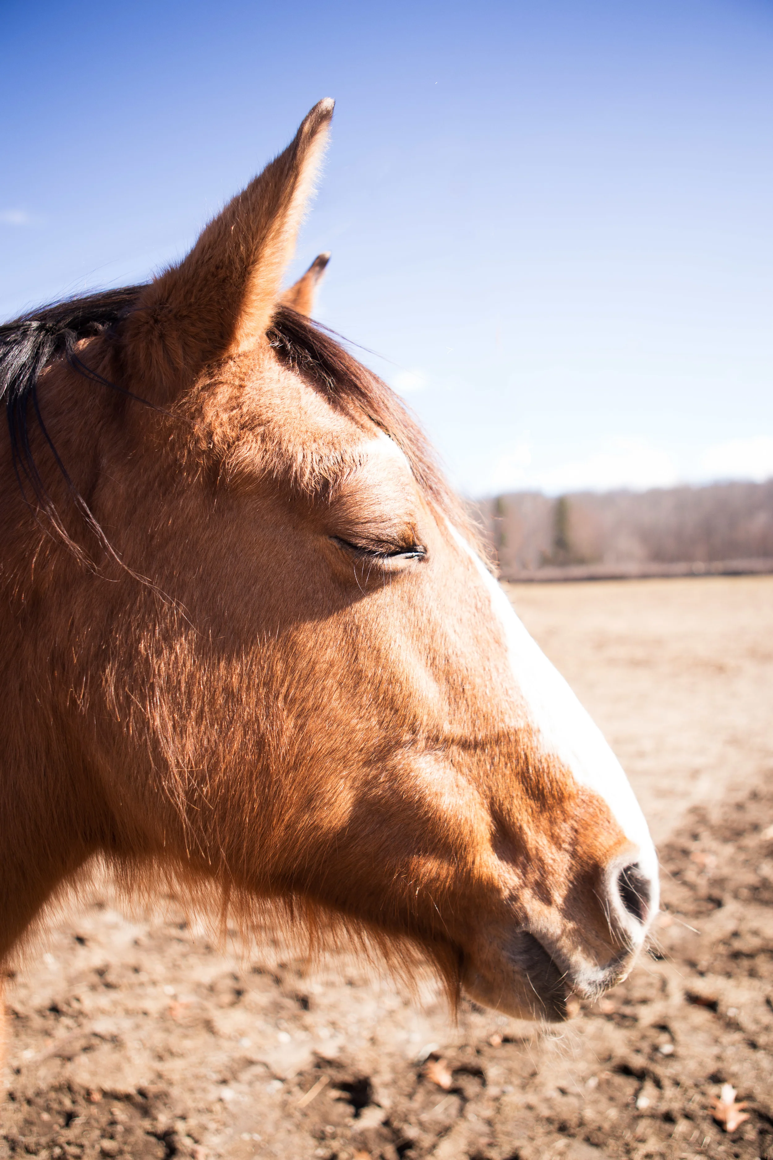 BergenHorses-1.jpg