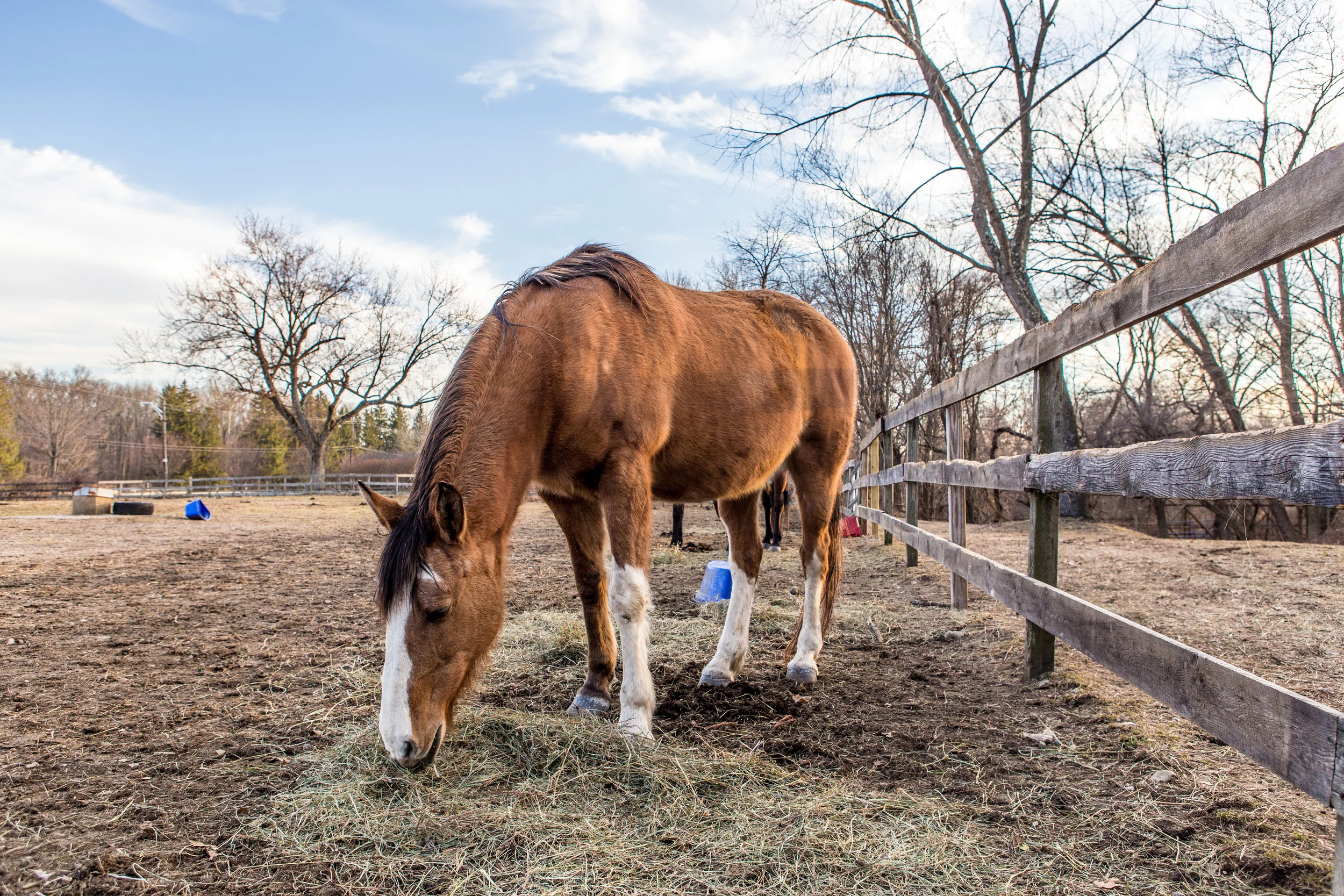 BergenHorses-1-2.jpg