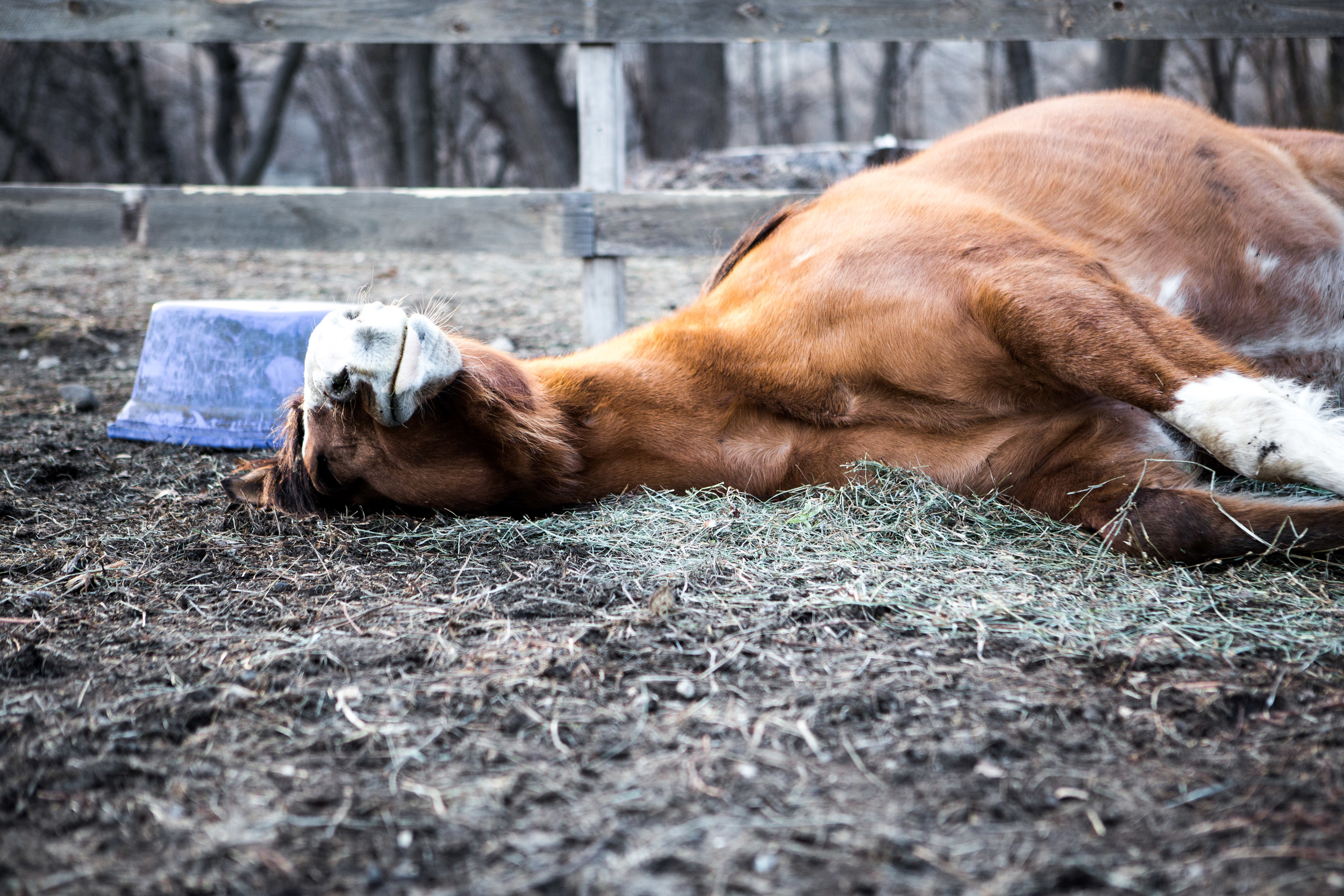 BergenHorses-1-7.jpg