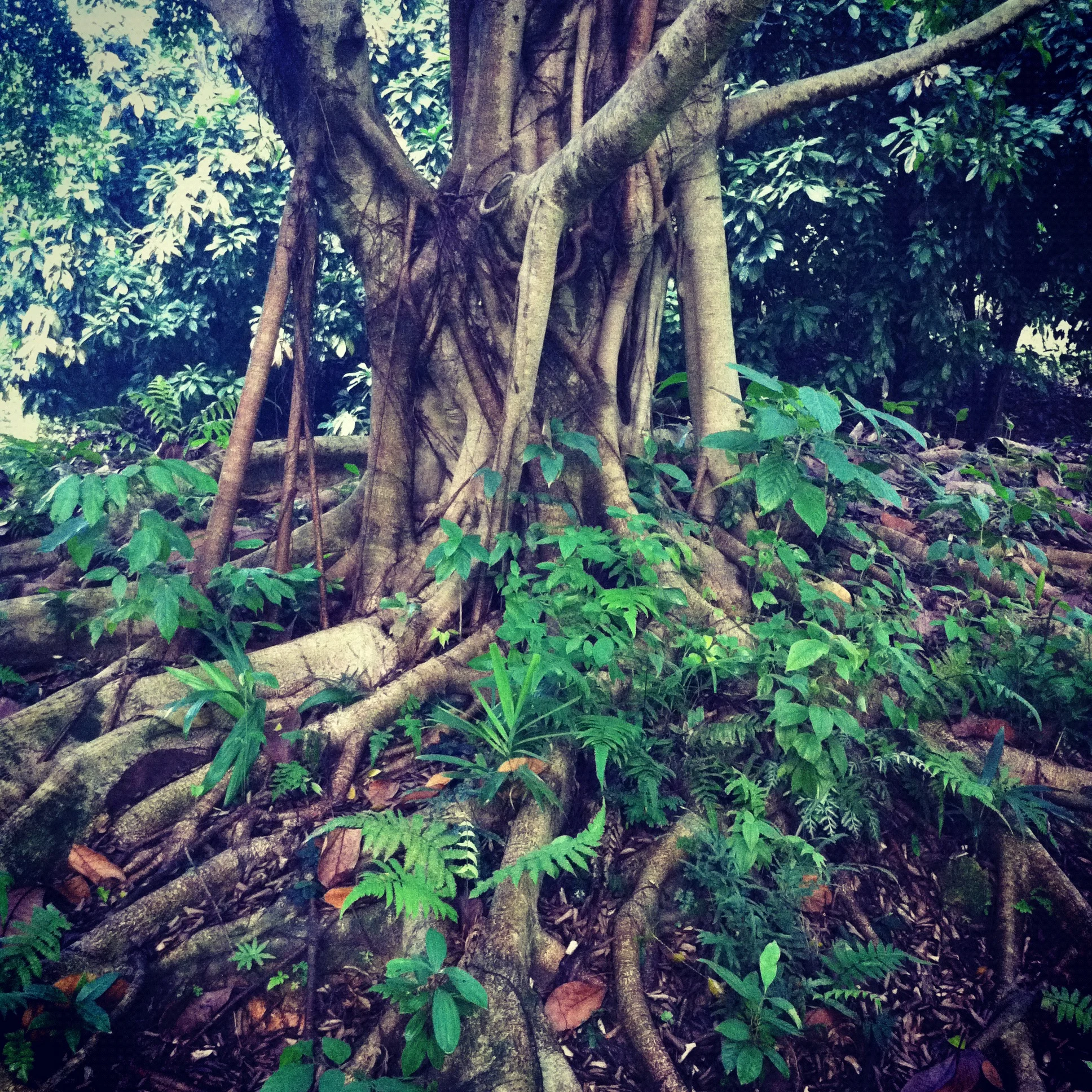  Botanical Gardens  Singapore    